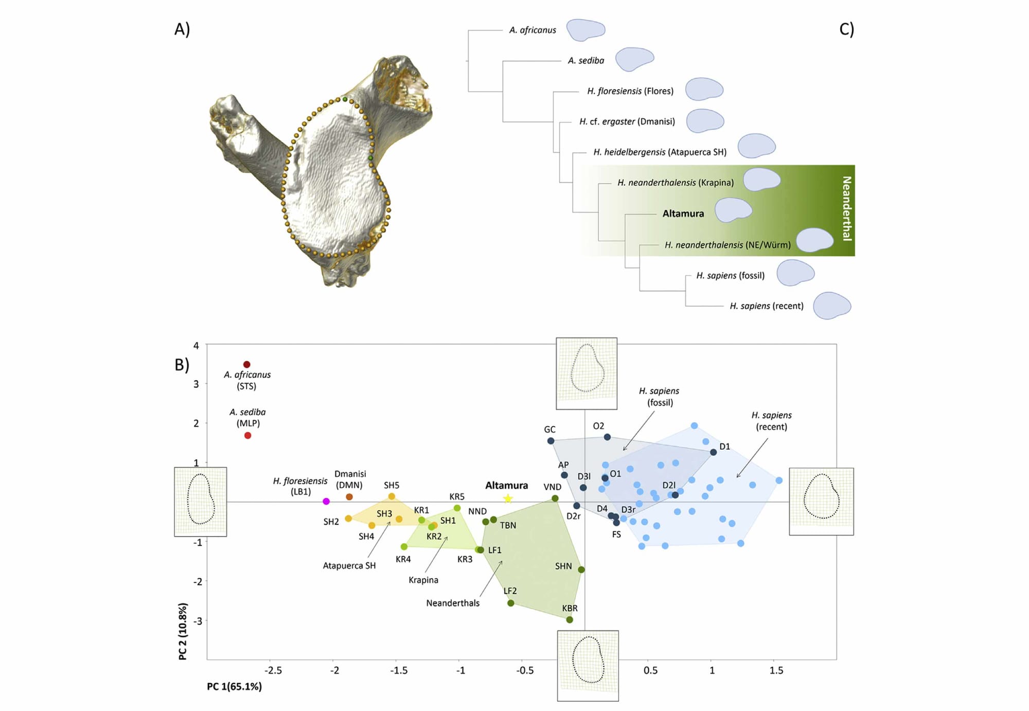 Three panels. The first panel has a 3D rendering of the Altamura scapula from lateral view. The second panel has a PCA showing Altamura and other groups of hominins from Australopithecus to modern humans. Altamura is near other Neanderthals. The third panel shows a phylogenetic tree placing Altamura among other Neanderthals.