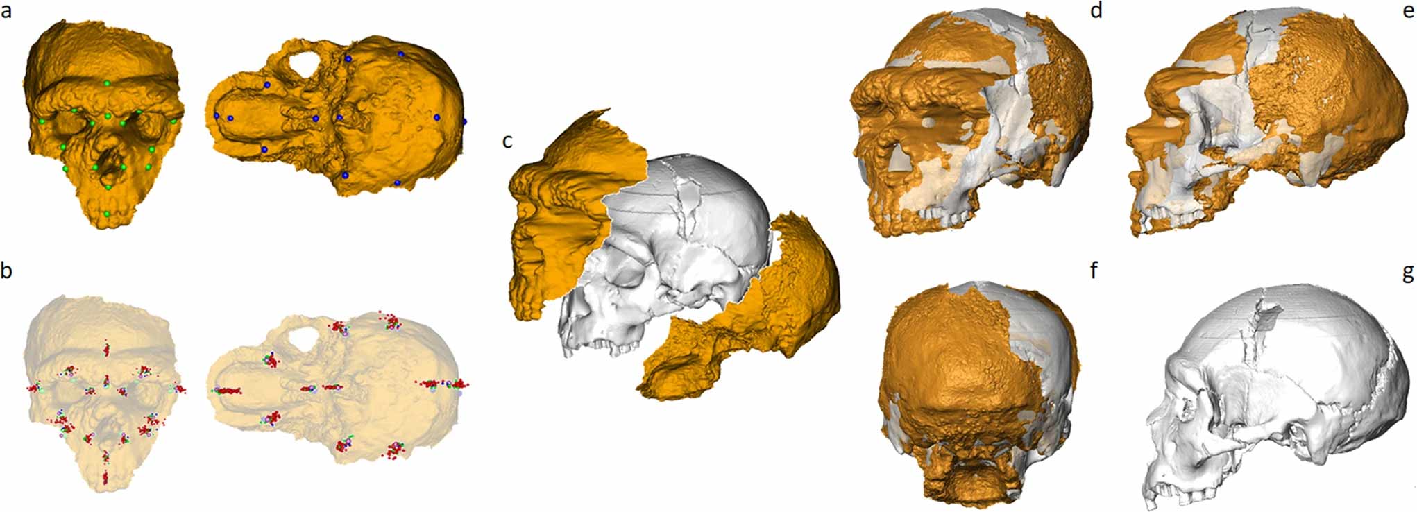 Several images showing the scans of front and back of the Altamura skull with various ways of fitting to the gray Sima de los Huesos 5 model.