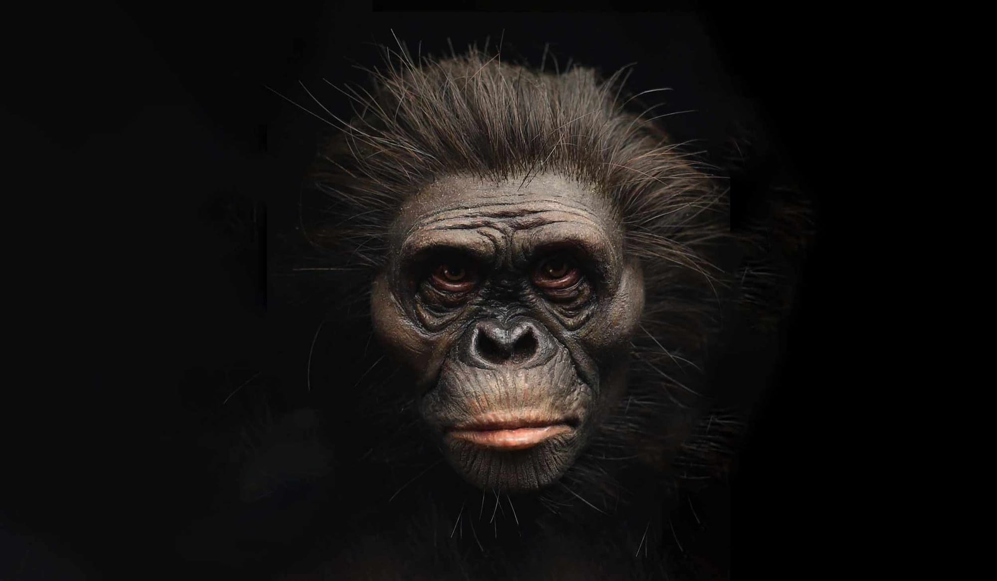 Face of an Australopithecus afarensis in life appearance surrounded by a black background