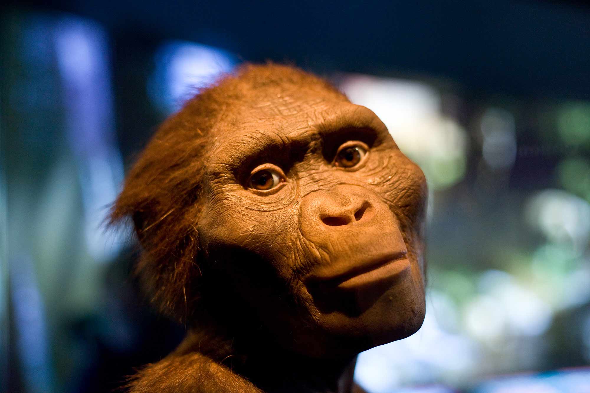 A face of an early hominin looking vaguely toward the camera with blue and green lights behind