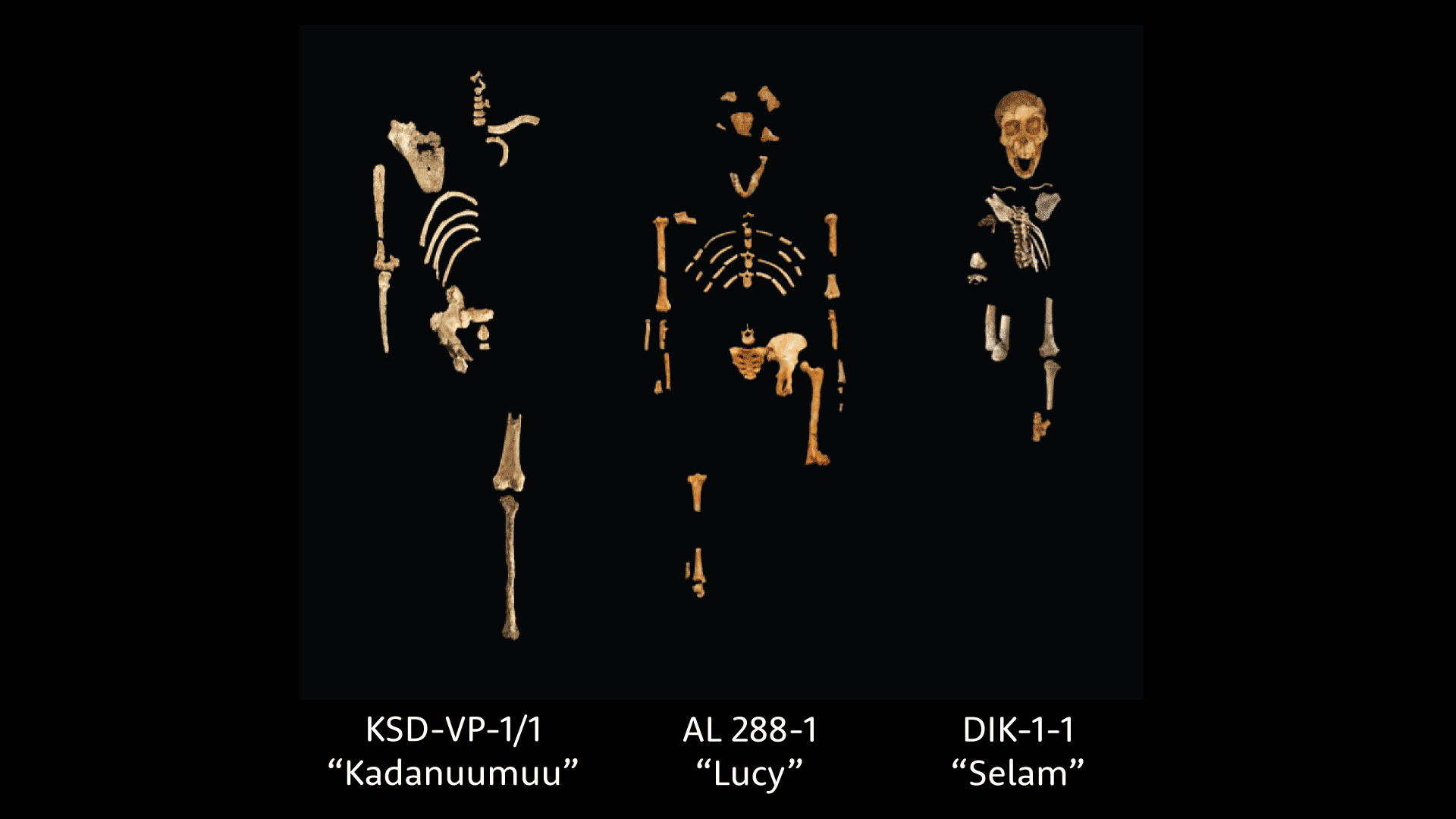 Image of three partial skeletons on a black background. At left KSD-VP-1/1 “Kadanuumuu”, center AL 288-1 “Lucy”, and right DIK-1-1 “Selam”