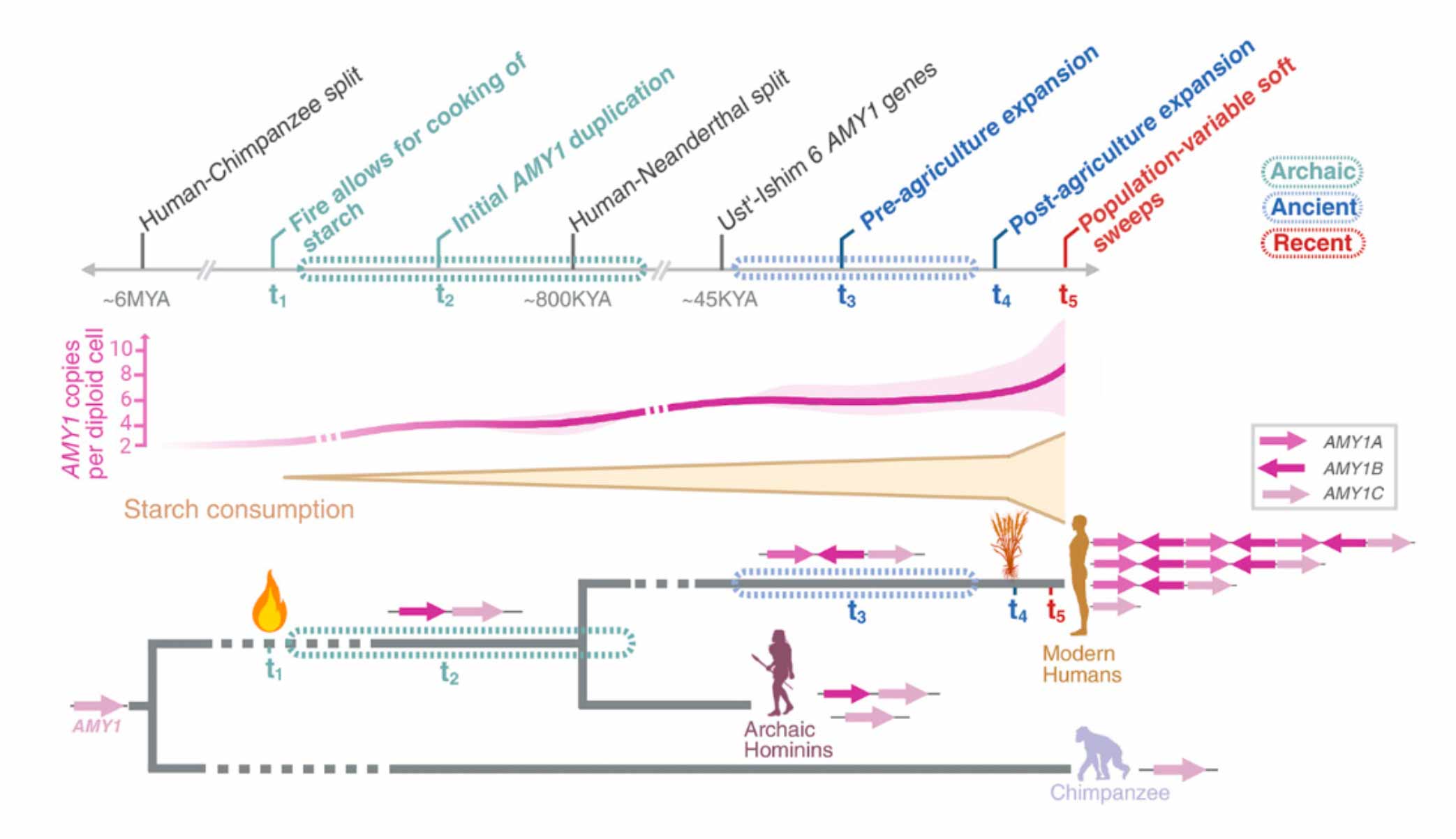 Top of chart shows timeline of human evolution including fire allowing starch cooking and much later development of agriculture. Middle shows gradual expansion of AMY1 copy number coupled with starch consumption. Bottom shows tree in which archaic hominins have intermediate AMY1 expansions.