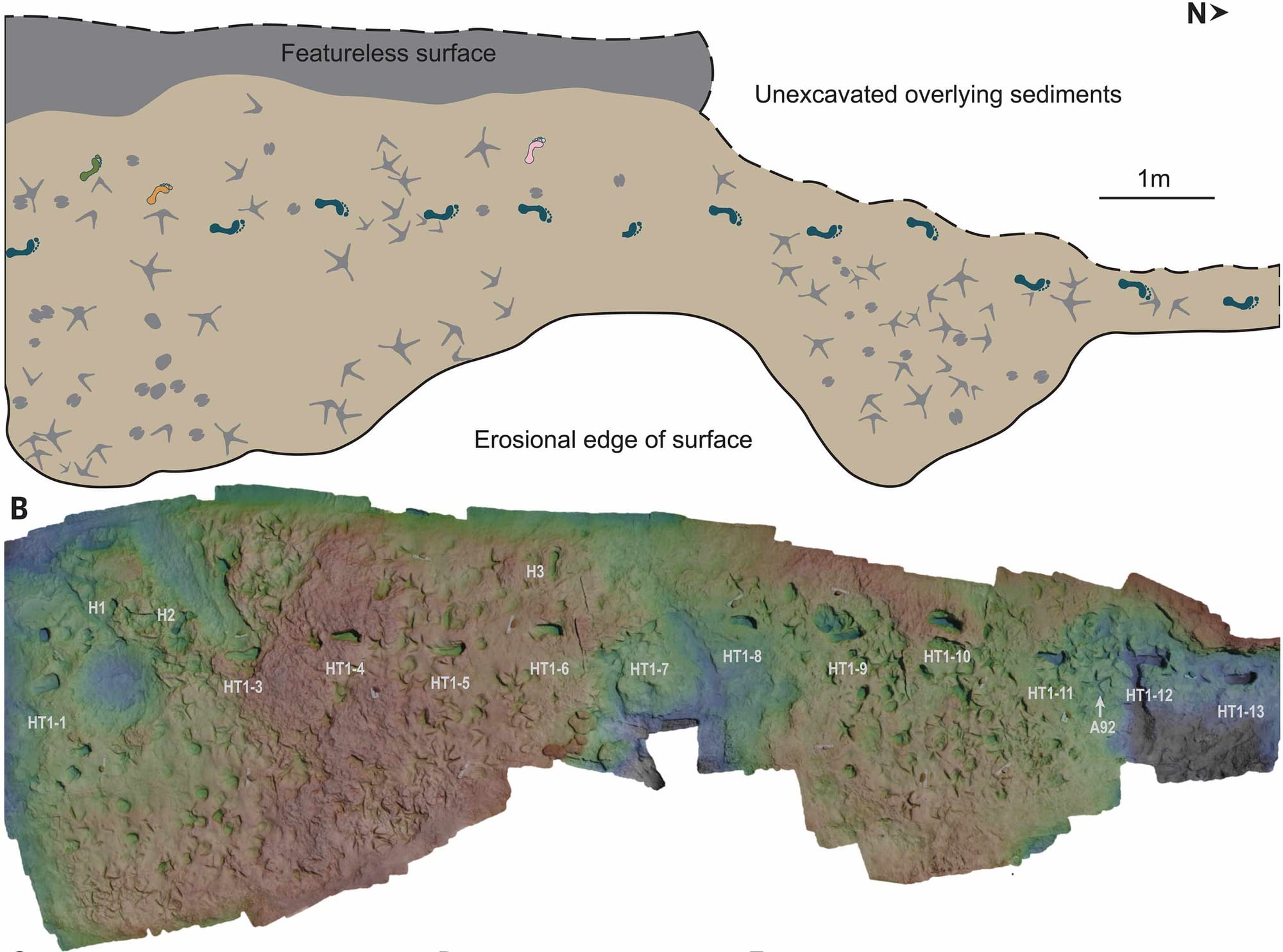 Two images: a map of hominin, bird, and mammal footprints at top, and a 3D false color rendering at bottom.