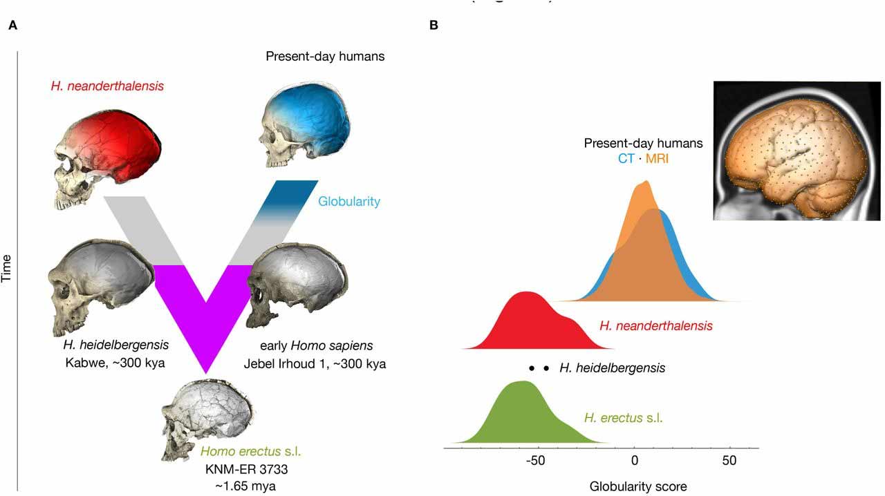 Figure with two panels. Left panel shows a tree of relationships of present-day humans and early Homo sapiens on one branch, Homo heidelbergensis and Homo neanderthalensis on a second branch, and Homo erectus at the base connecting the two branches. Right panel shows the distribution of globular shape which is high in present-day humans and low in Homo neanderthalensis, Homo heidelbergensis, and Homo erectus.