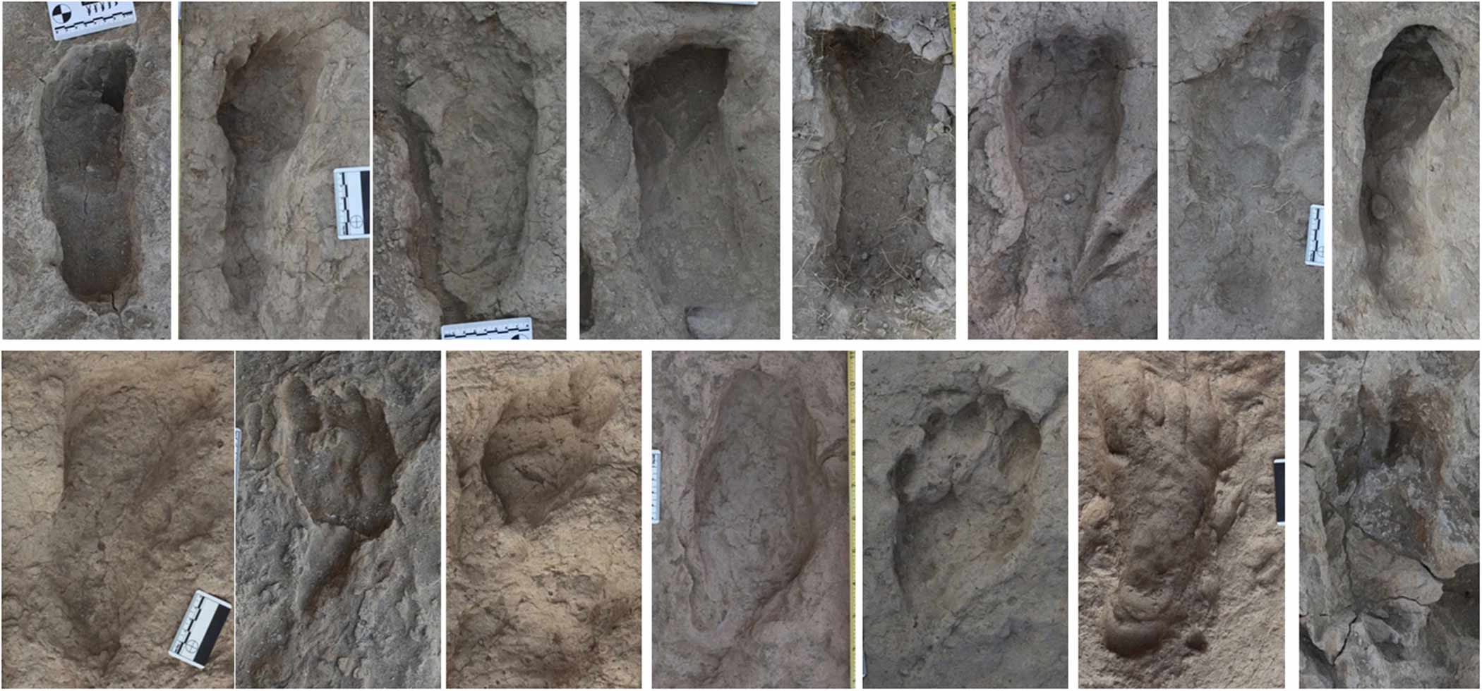 When hominins walked in each others&apos; tracks