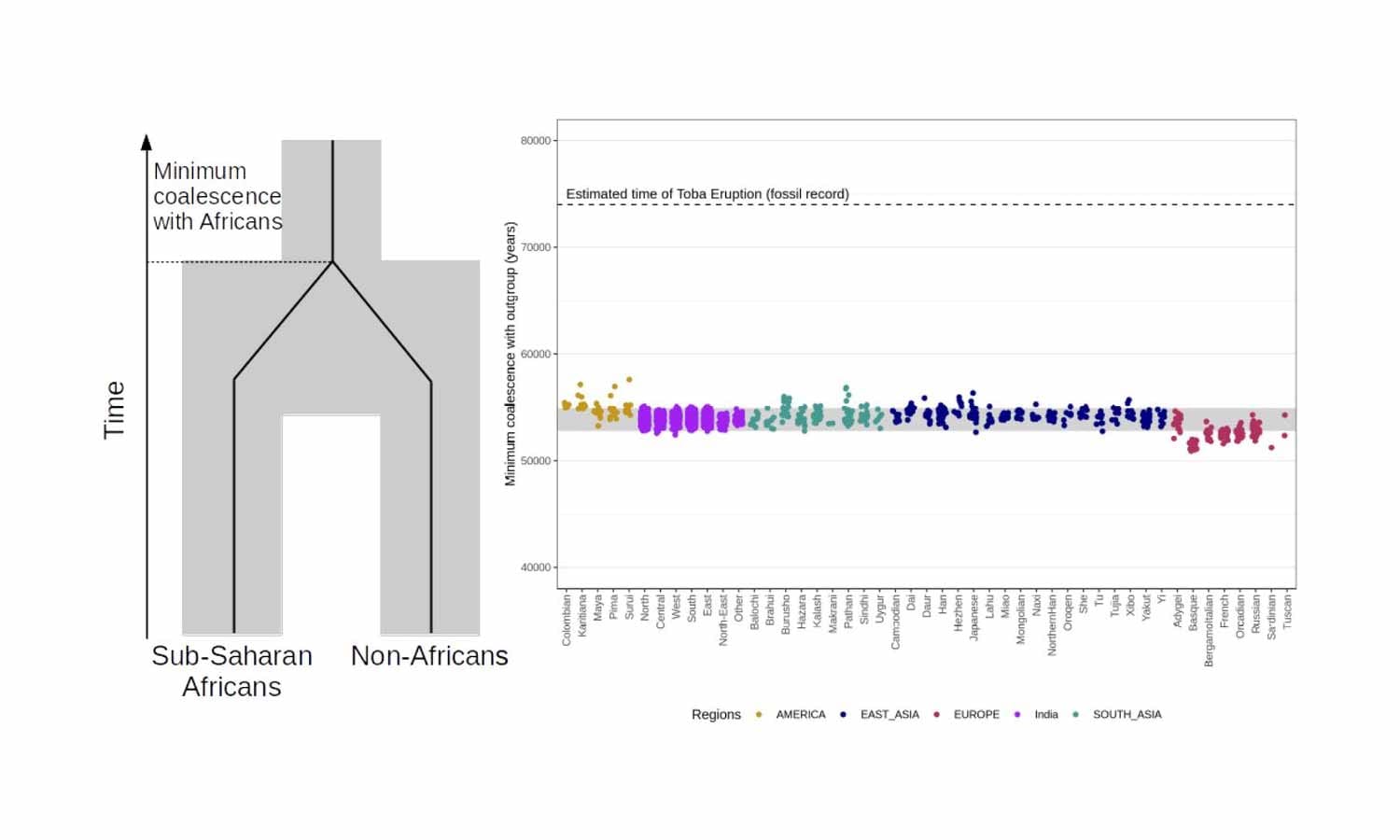 Chart showing many dots from more than 30 world populations, eight from different parts of India, all within a range between 52,000 and 58,000 years ago, most in a narrow range from 53,000 to 55,000.