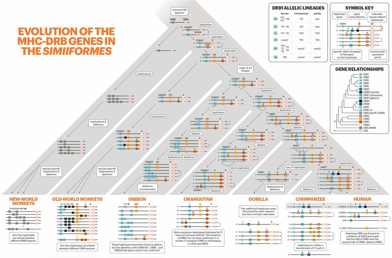 A tree with New World monkeys, Old World monkeys, gibbon, orangutan, gorilla, chimpanzee, and human lineages, each showing rearrangements of the MHC-DRB gene region.