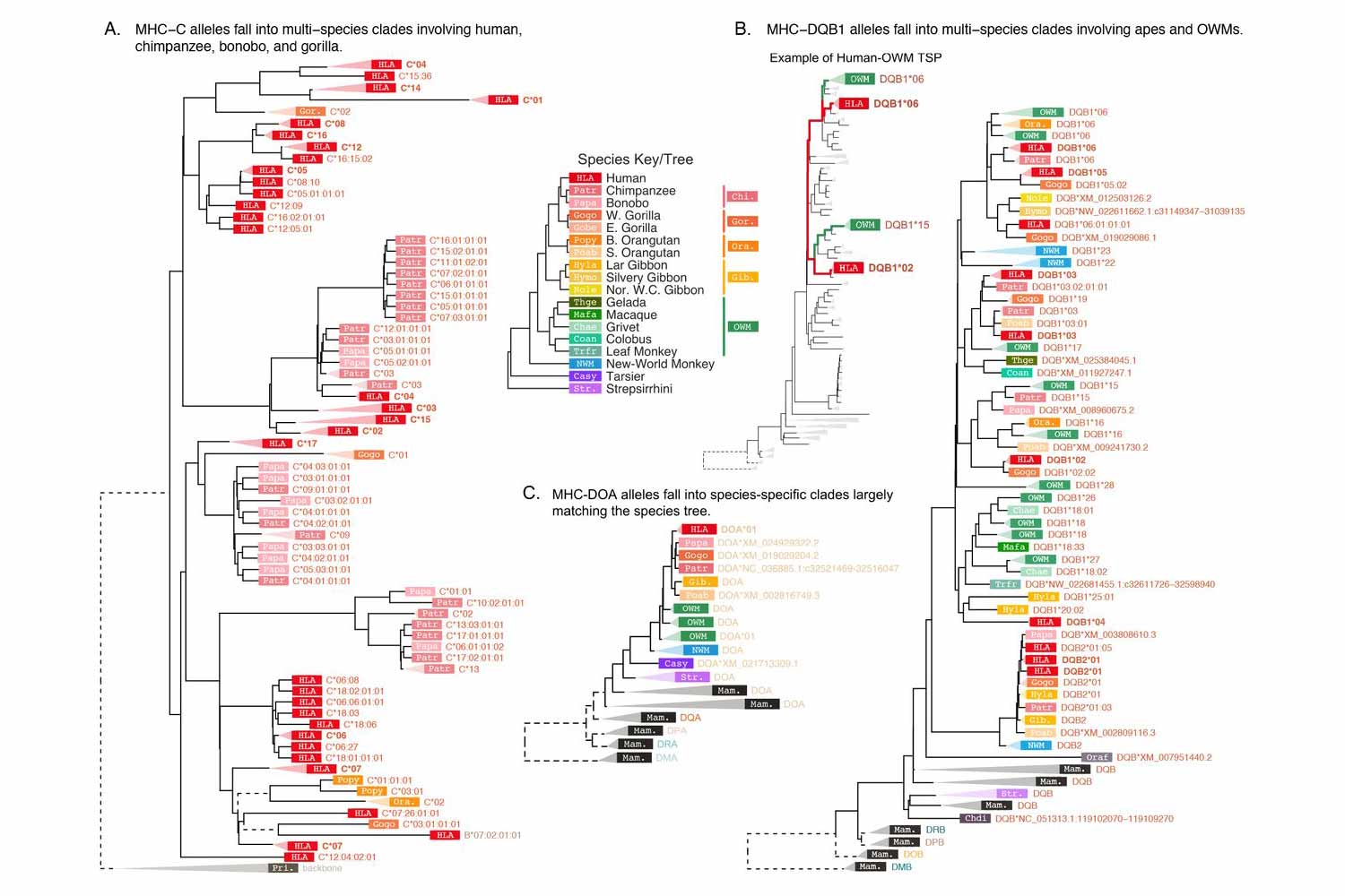 Four gene trees showing how human alleles for three MHC genes are connected with varied other species, reflecting trans-species polymorphisms