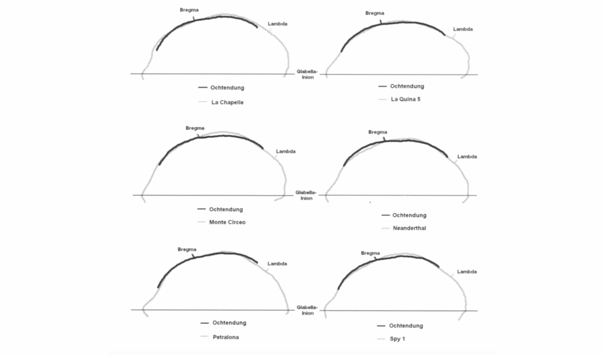 Skull outlines of La Chapelle, La Quina 5, Monte Circeo, Neandertal, Petralona, and Spy 1 specimens, each superimposed with outline of Ochtendung skull fragment