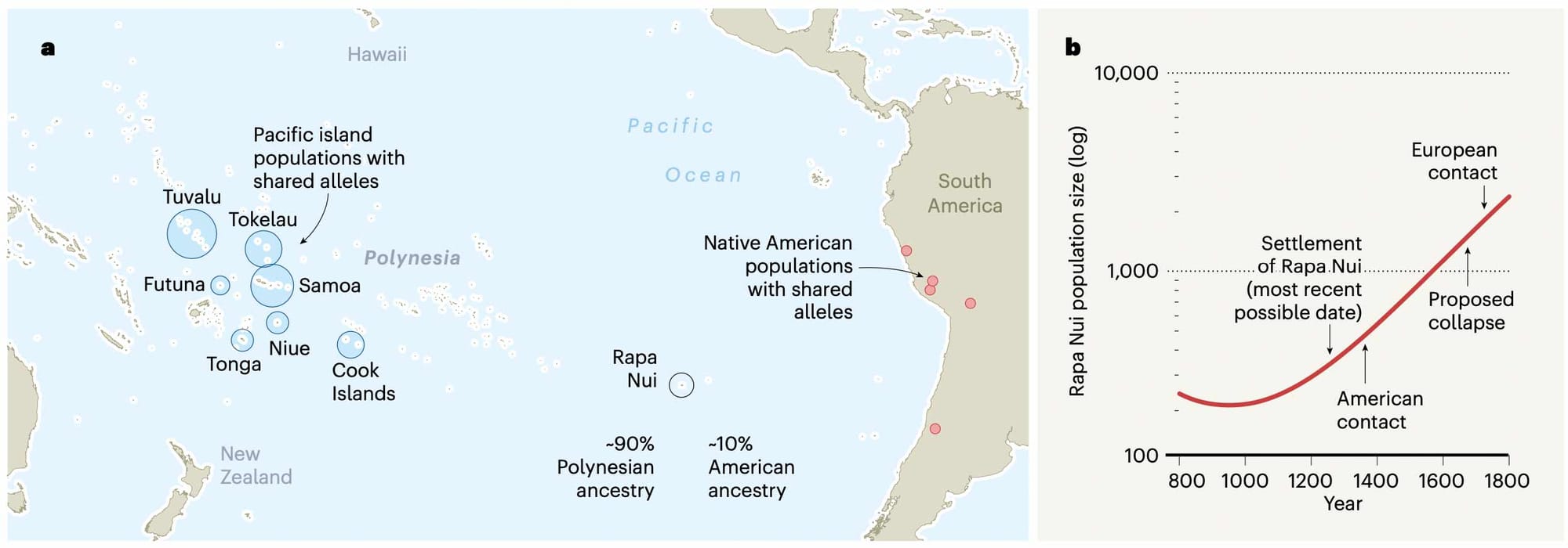 Map showing several Polynesian islands and coastal populations from South America with genetic connections to Rapa Nui, with a second figure showing an increasing population from settlement around 1250 CE through contact with the Americas, proposed collapse, and European contact.