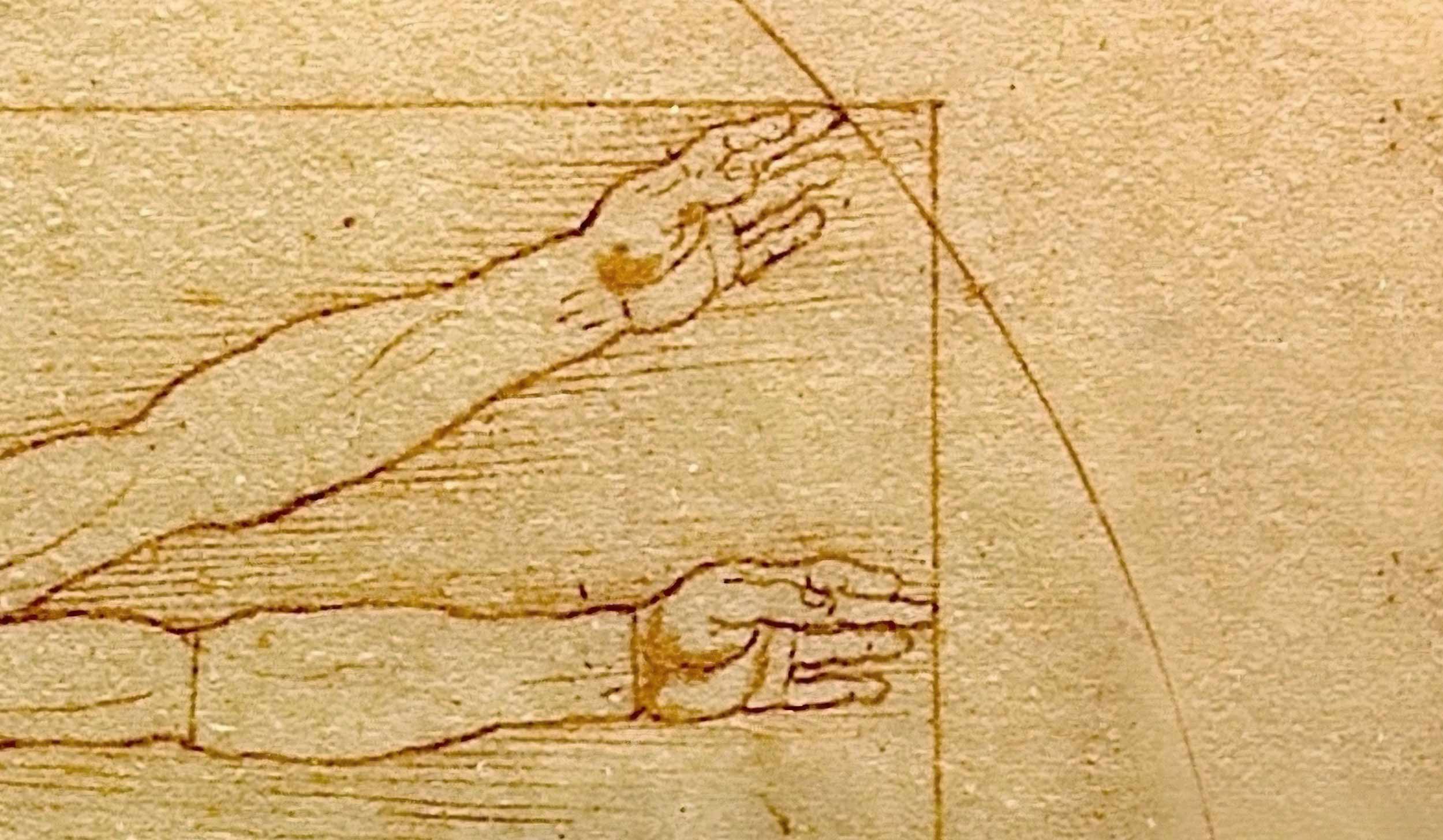 Left arm cropped detail of Vitruvian Man by Leonardo da Vinci