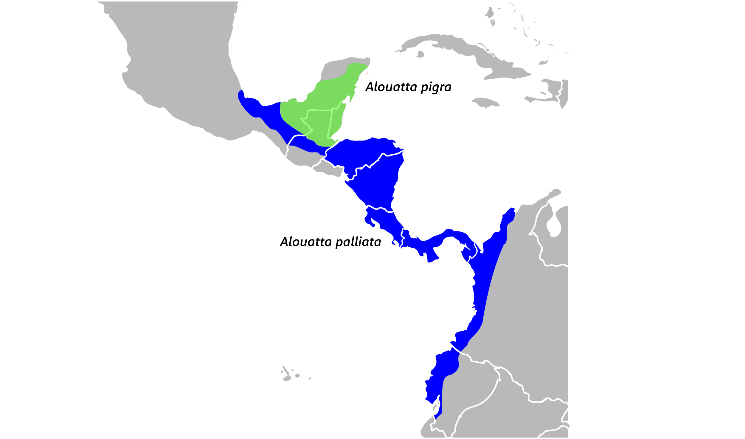 Range map showing black howlers in Yucatán, northern Guatemala, and Belize, and mantled howlers from the Gulf Coast of Mexico down a thin strip to Honduras, then throughout Central America to the coast of Colombia and Ecuador