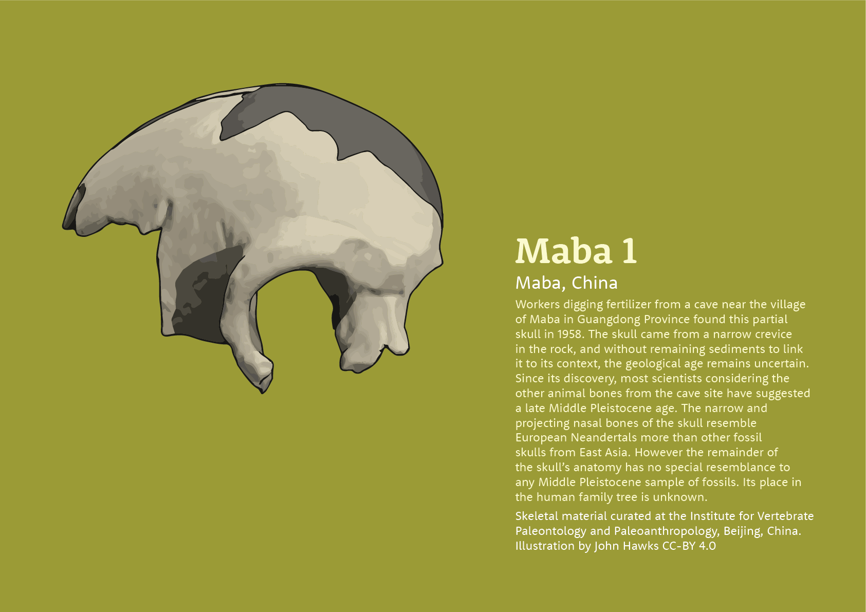 Illustration of Maba 1 skull with information included. Text reads: Workers digging fertilizer from a cave near the village of Maba in Guangdong Province found this partial skull in 1958. The skull came from a narrow crevice in the rock, and without remaining sediments to link it to its context, the geological age remains uncertain. Since its discovery, most scientists considering the other animal bones from the cave site have suggested a late Middle Pleistocene age. The narrow and projecting nasal bones of the skull resemble European Neandertals more than other fossil skulls from East Asia. However the remainder of the skull’s anatomy has no special resemblance to any Middle Pleistocene sample of fossils. Its place in the human family tree is unknown.