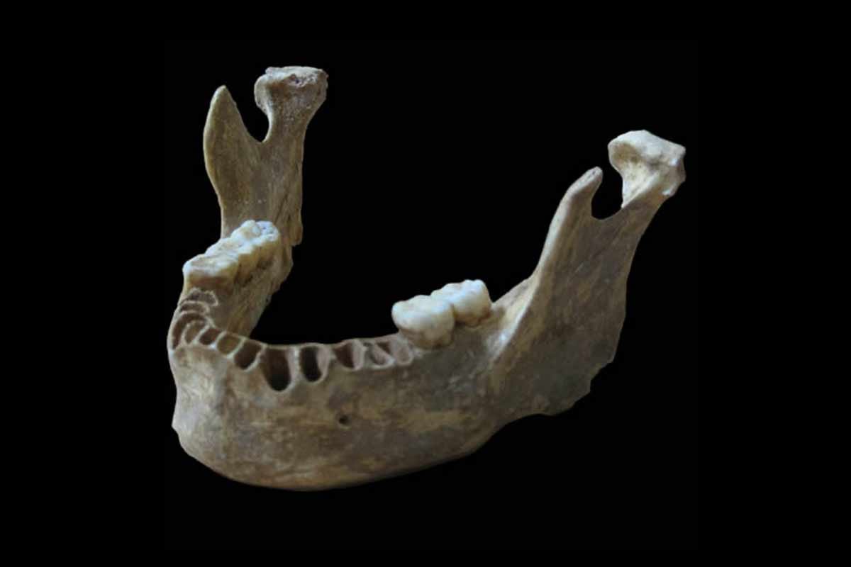 Laboratory photograph of human jawbone from Oase, Romania with black background