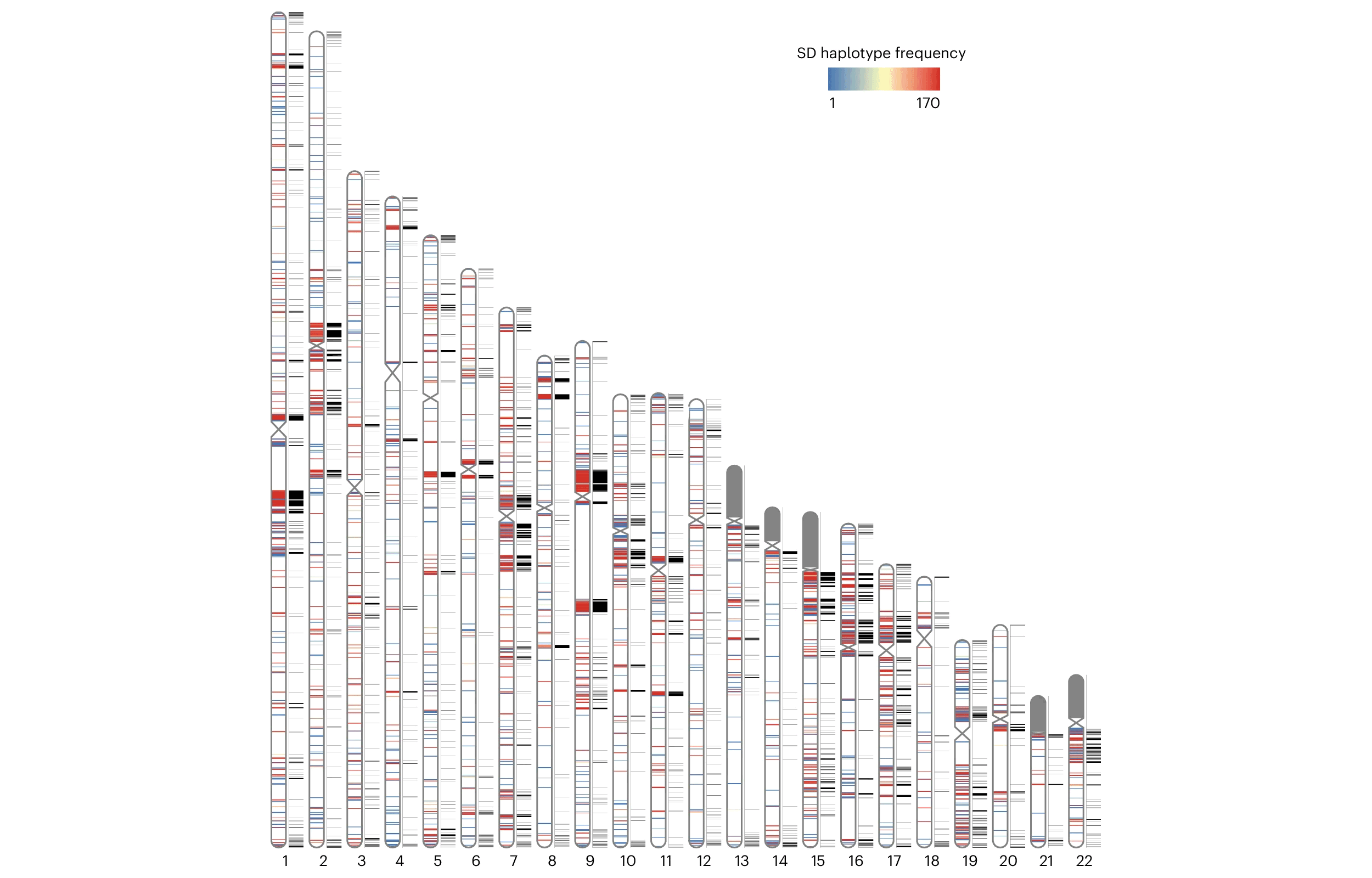 A series of chromosome ideograms numbered 1 through 22, each accompanied by a set of bars showing the locations of segmental duplications