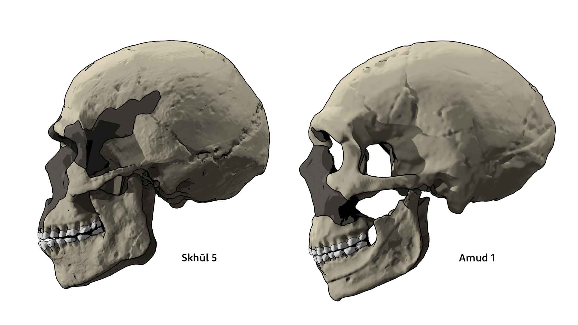 Skhūl 5 (left) and Amud 1 (right) skulls