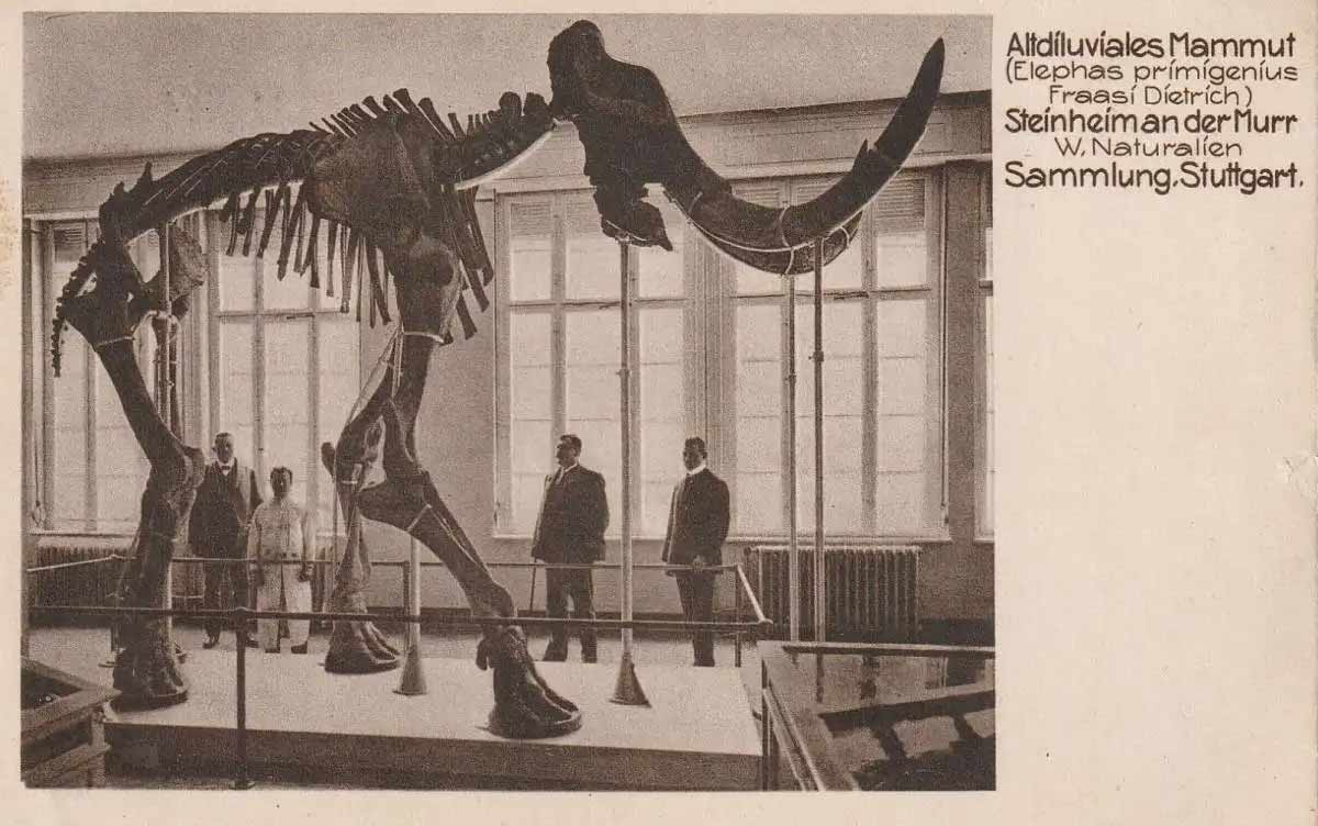 Postcard with photograph of a mounted woolly mammoth skeleton. Caption reads Altdiluviales Mammut (Elephas primigenius Fraasi Dietrich) Steinheim an der Murr W. Naturalien Sammlung.Stuttgart.