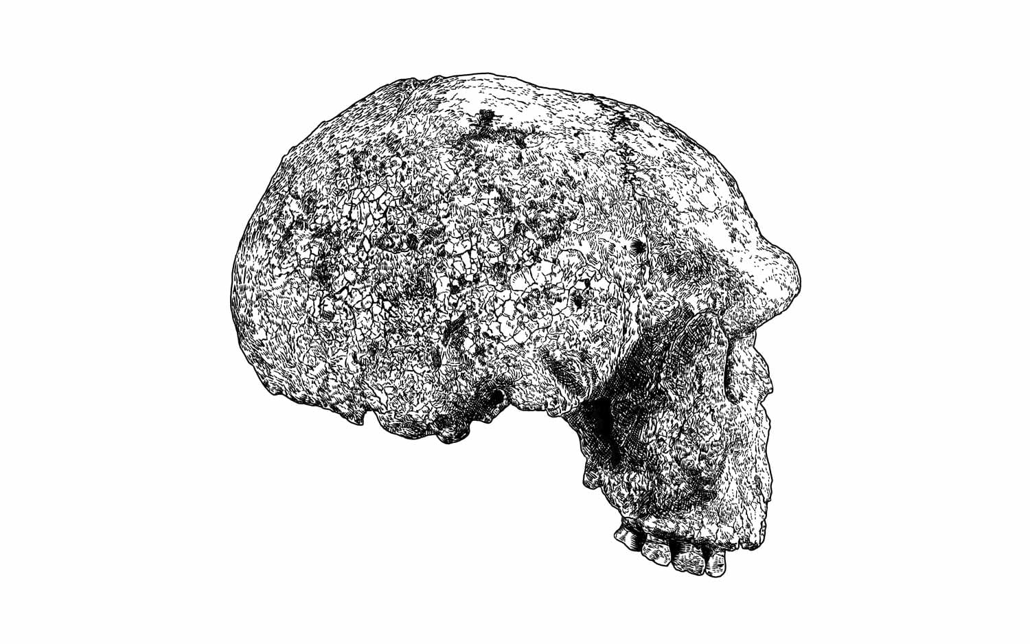 Drawing of Steinheim skull in right lateral view