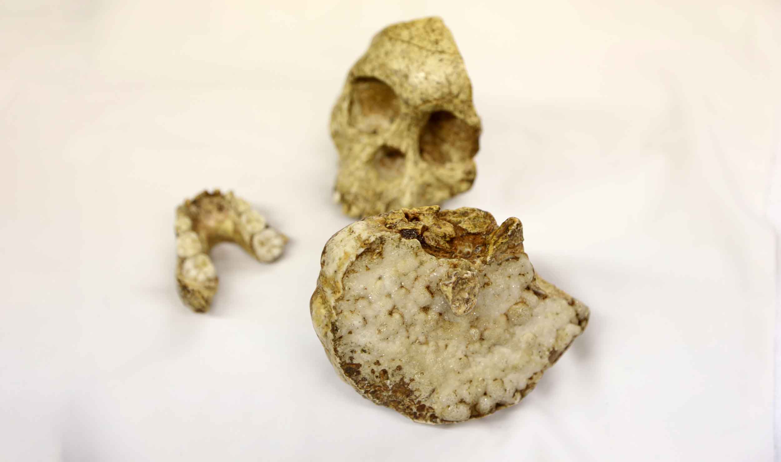 Taung skull, mandible, and endocast arranged on a tabletop with a white cloth backdrop