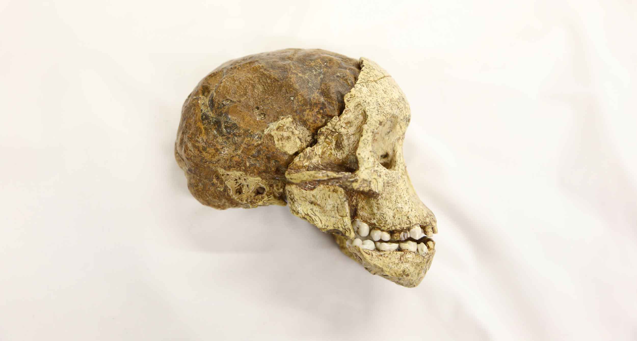 The circumstances of the Taung discovery