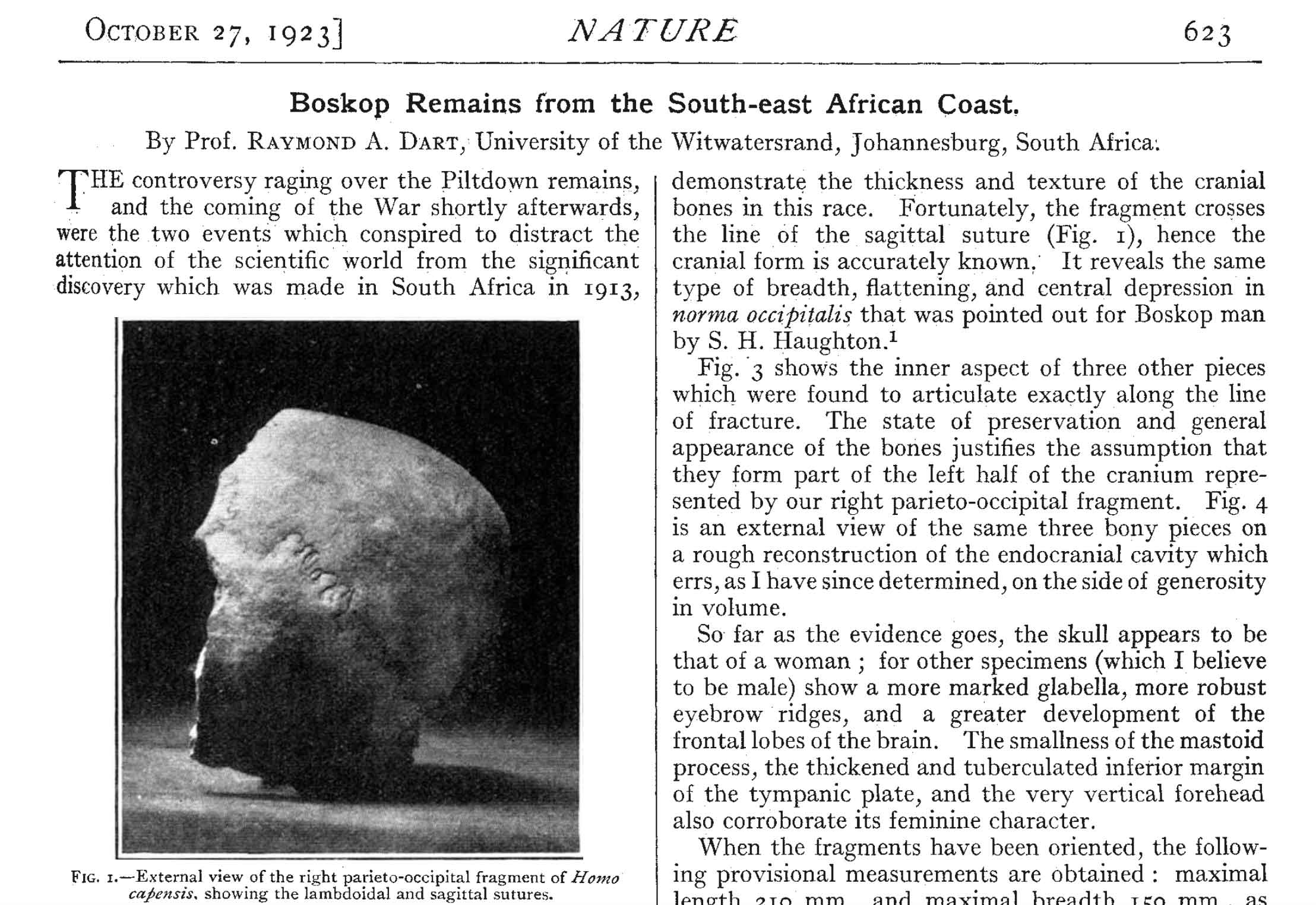 Front page of a research article, topped with the journal name Nature and titled "Boskop remains from the south-east African coast" by Raymond Dart