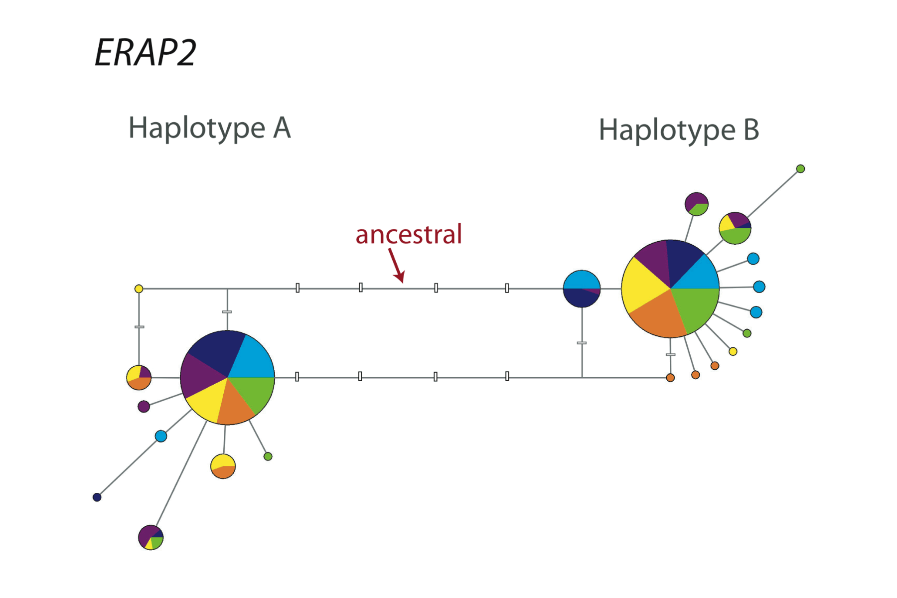 Pie charts with offshoots labeled as Haplotype A and Haplotype B connected by a branch with at least five intervening mutational changes