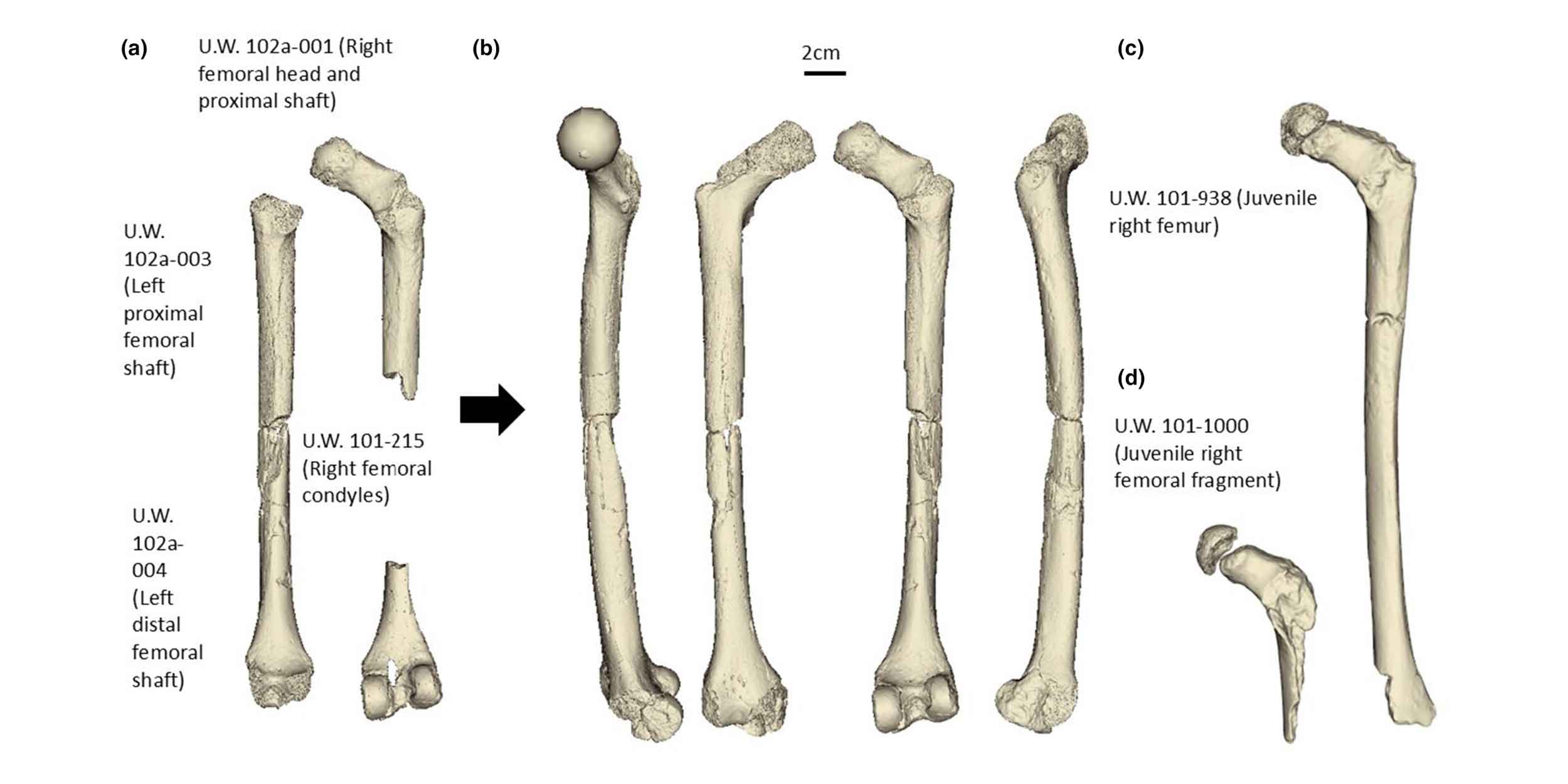 Research highlight: Understanding how Homo naledi walked and ran