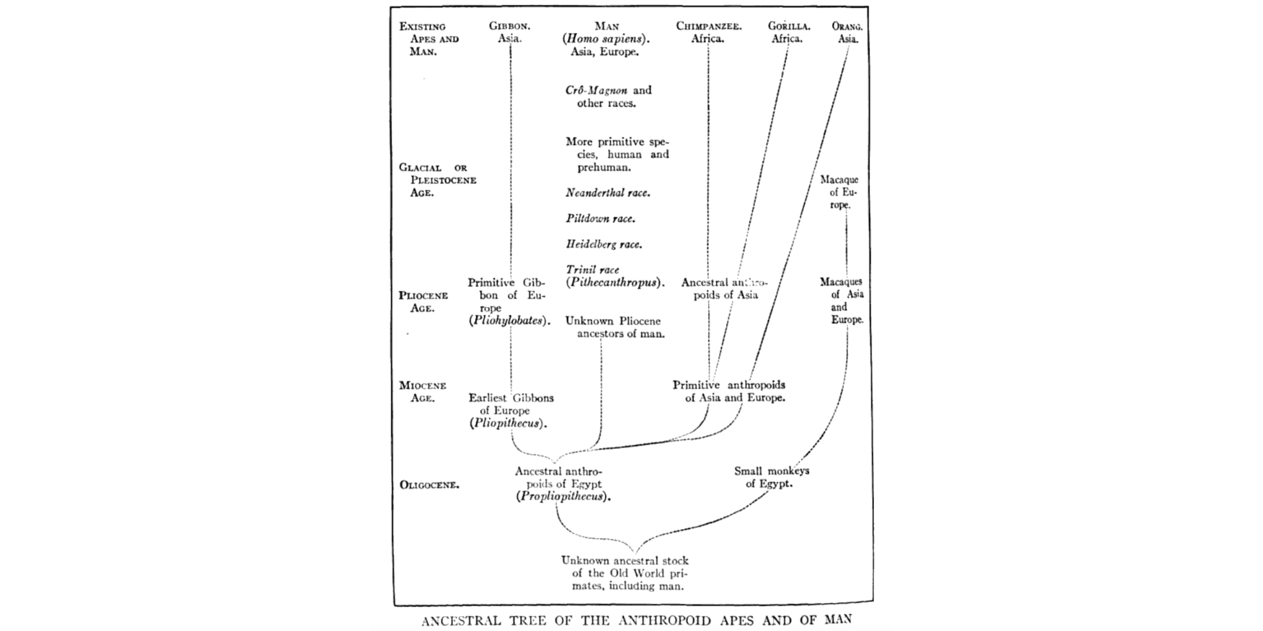 A tree of relationships organized with time on the vertical axis and different branches of primates illustrated. Propliopithecus occupies a position at the common ancestor of all apes and humans