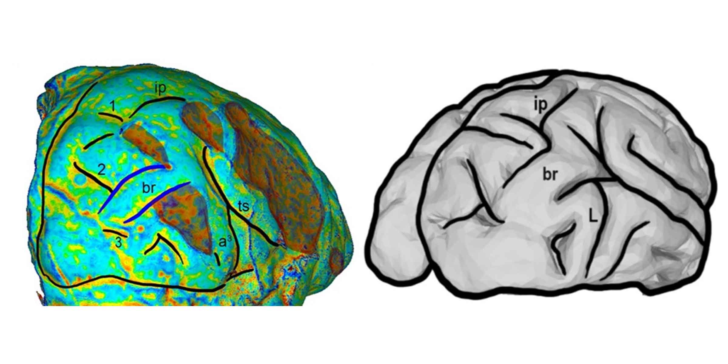 The Taung endocast at left and chimpanzee brain scan at right, showing location of gyral bridging