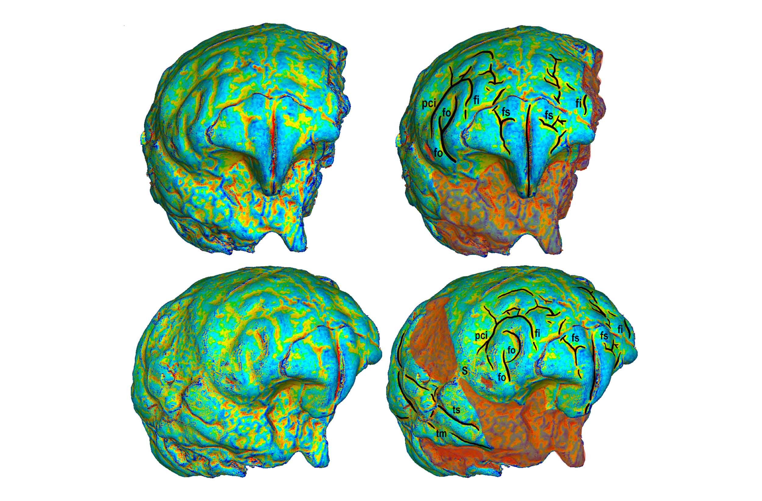 Research highlight: Brain of the Taung Child