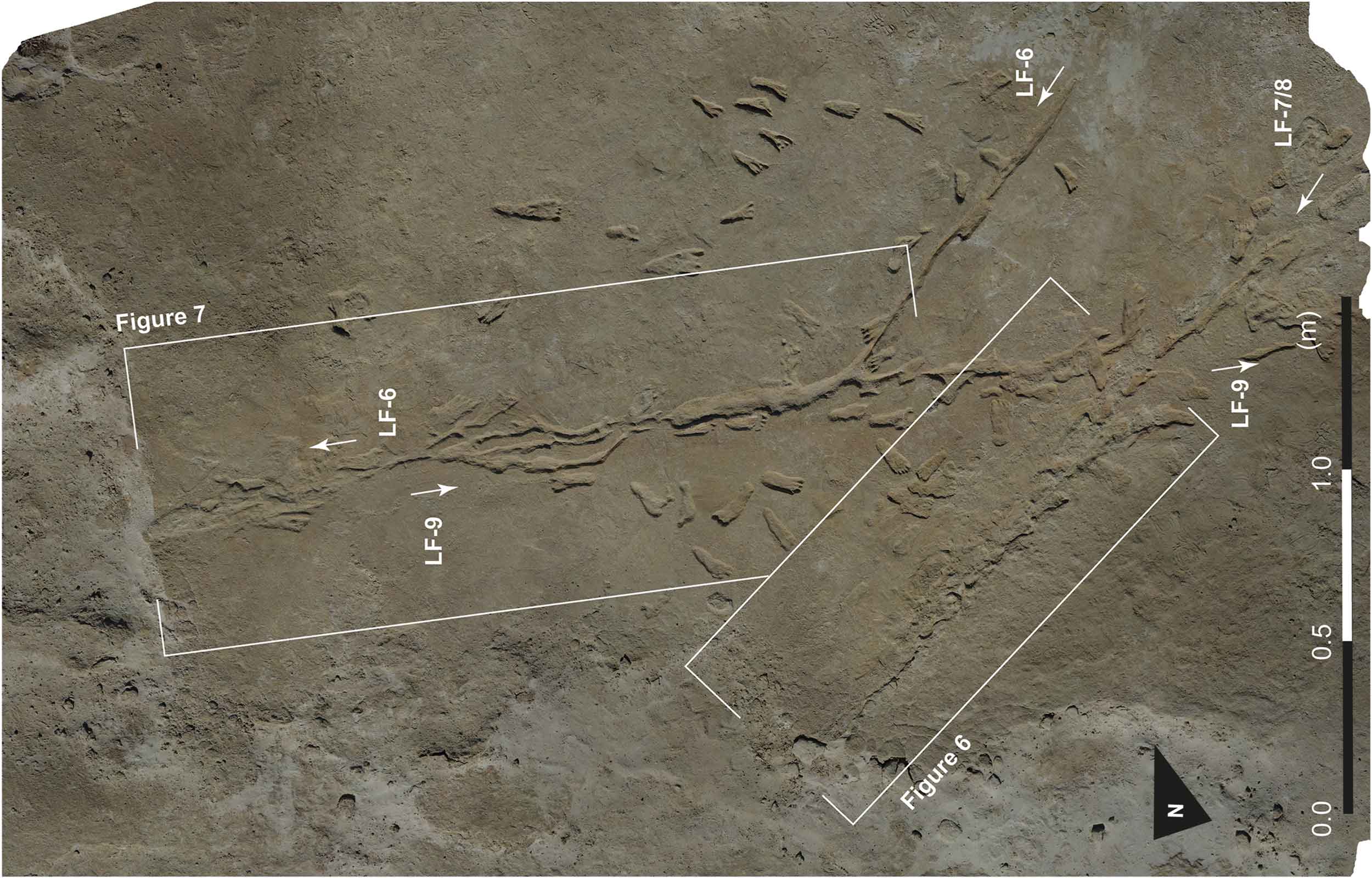 Footprint trails and accompanying linear trackways from White Sands showing change in direction.