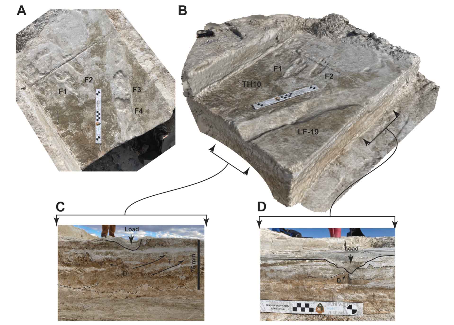 Two views of a surface and two profiles, with two 3D surfaces showing mark next to human footprints and two profiles showing the characteristics of the linear mark cutting through sediment layer