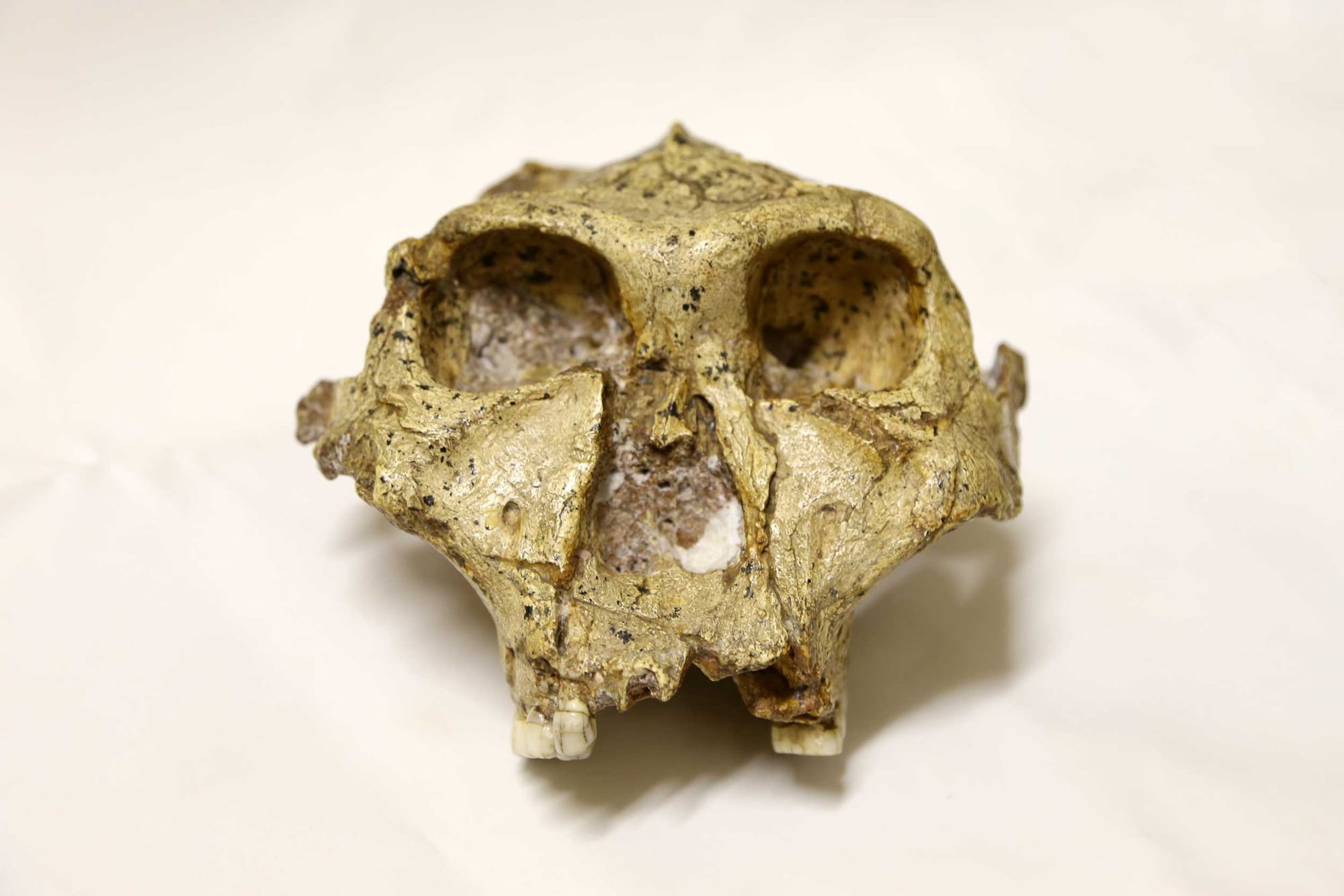 A fossil skull of Paranthropus robustus seen from the front with a white background