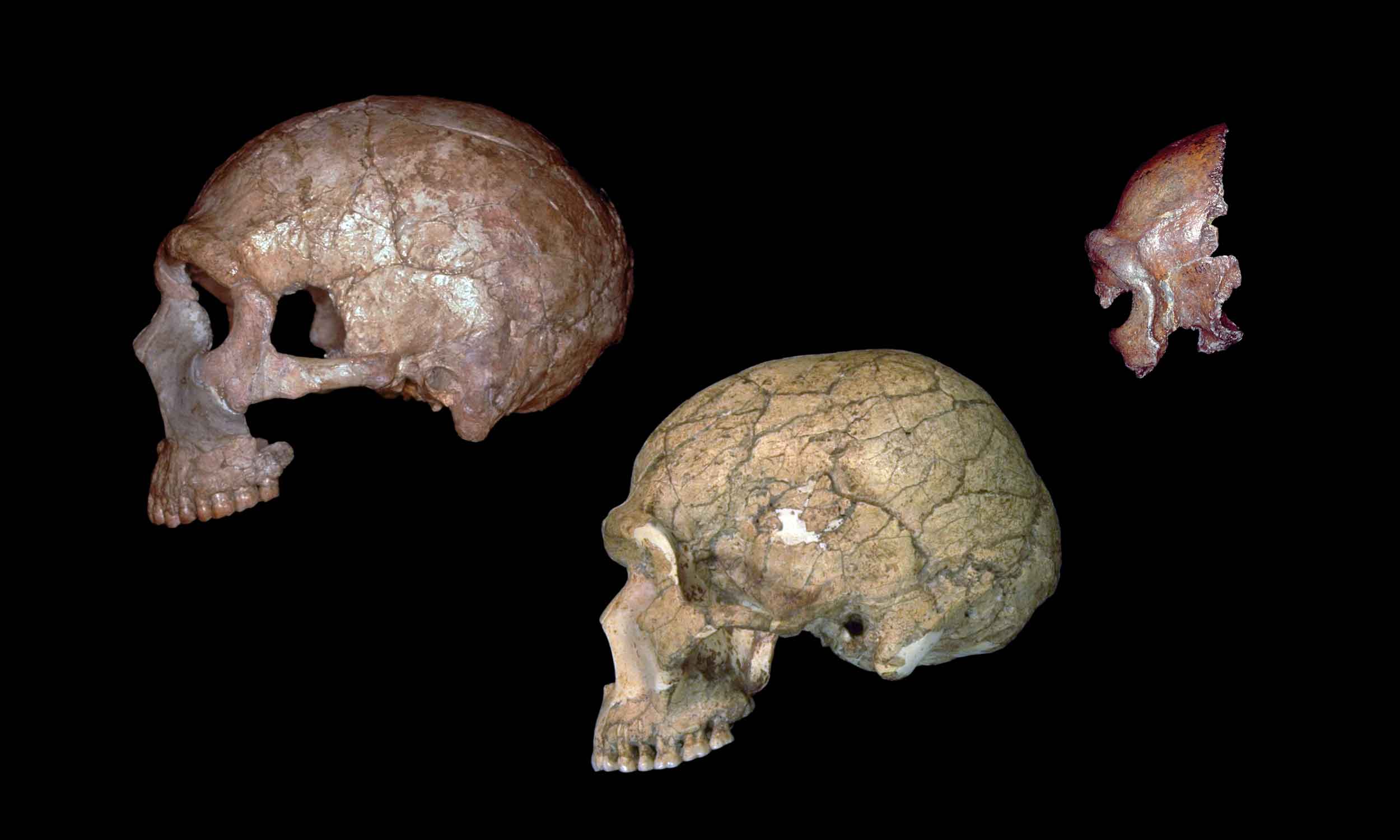 Three skulls of fossils from left lateral view