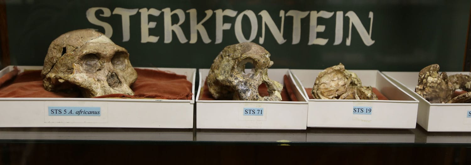 Fossils from Sterkfontein in a museum shelf with the word Sterkfontein on a plaquard behind them