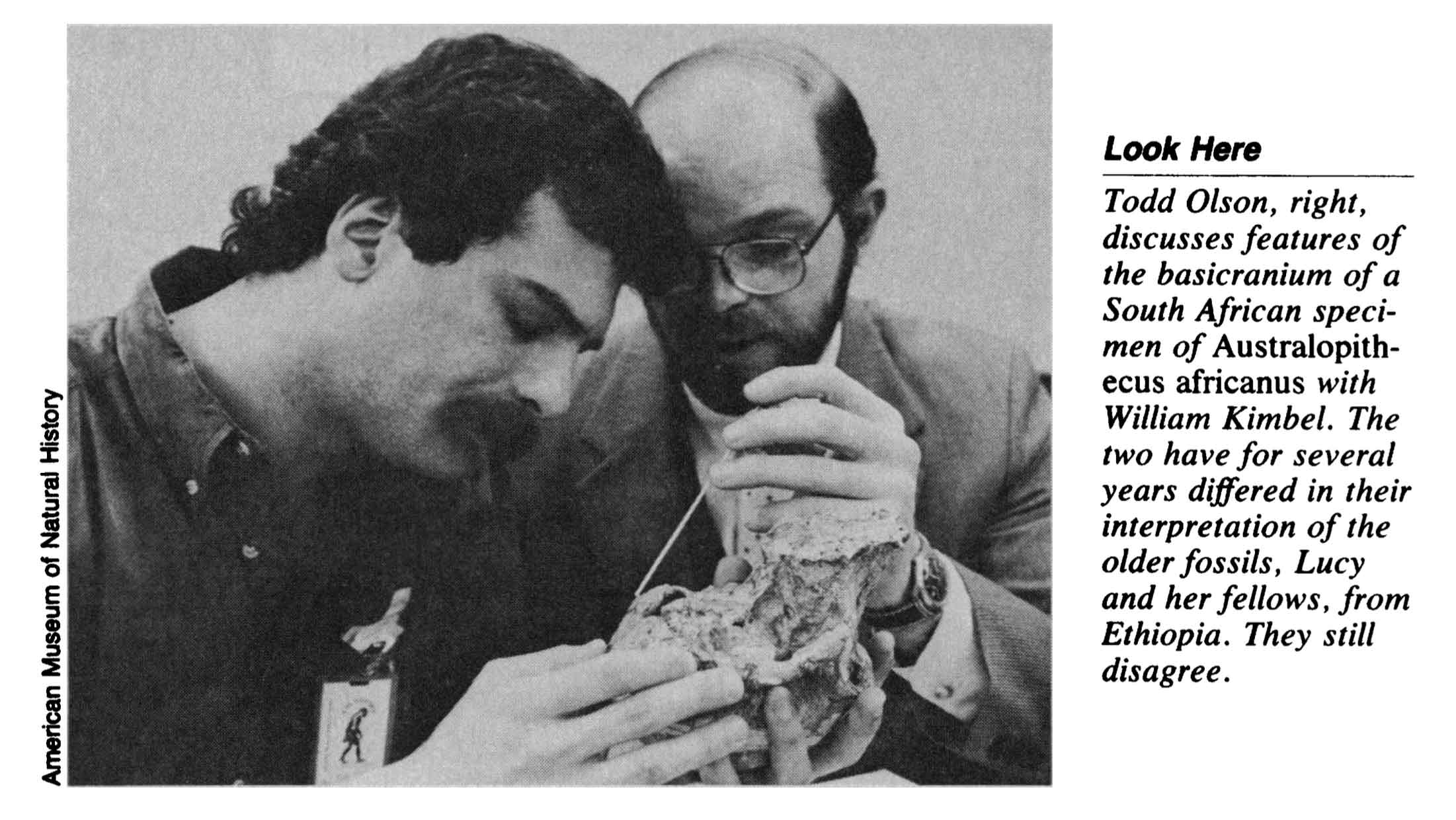 Photo from Science magazine, credited to the American Museum of Natural History, showing William Kimbel and Todd Olson examining the Sts 5 fossil