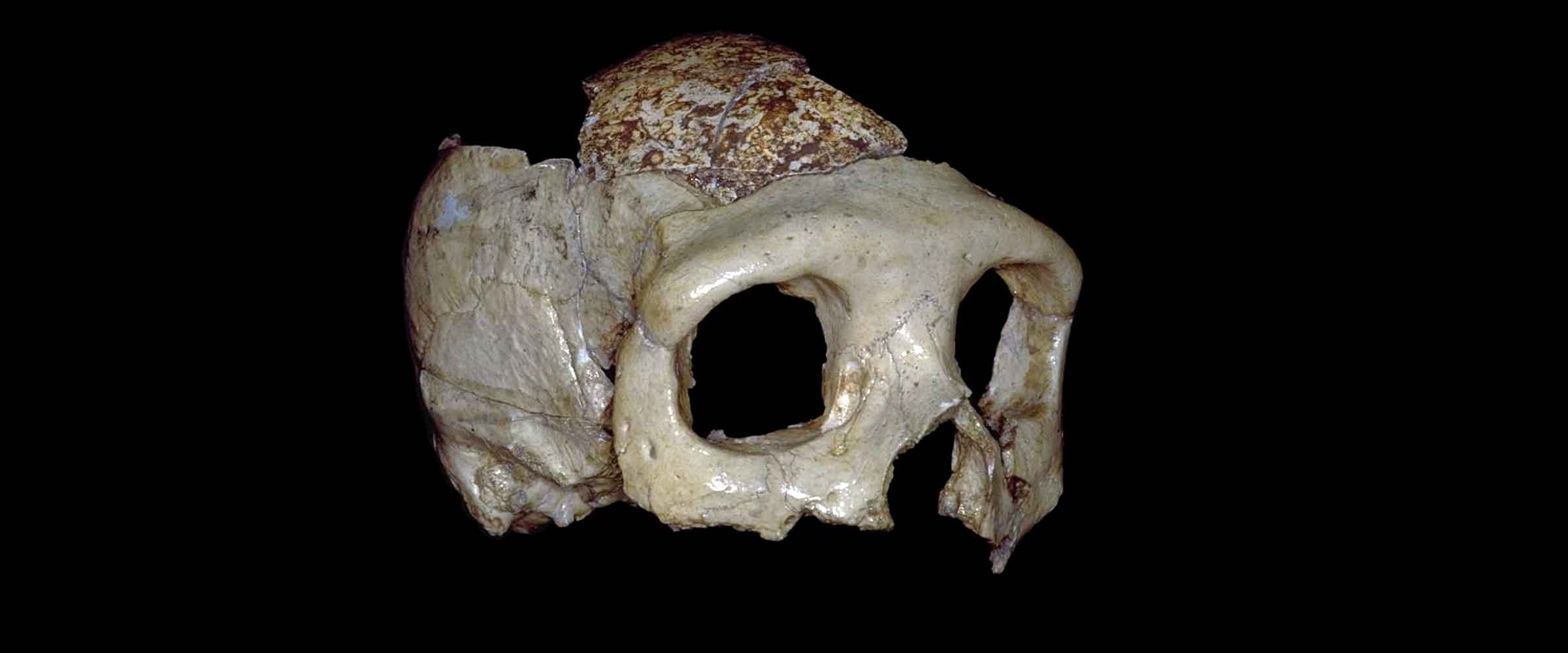 A Neandertal skull preserving the part of the upper face and a portion of the cranial vault, in oblique view from front right