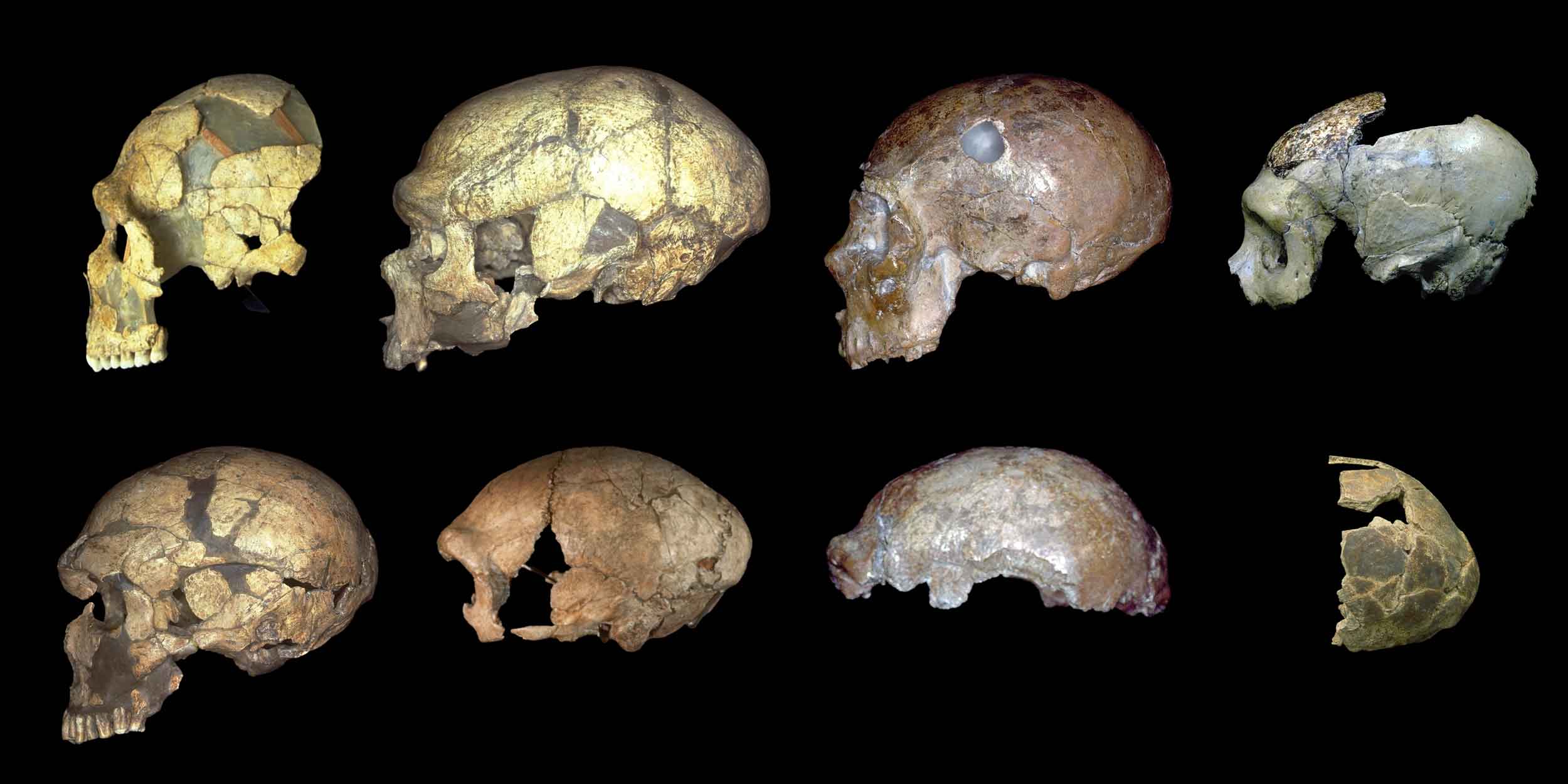 Photos of eight Neandertal skulls and partial skulls seen from left side