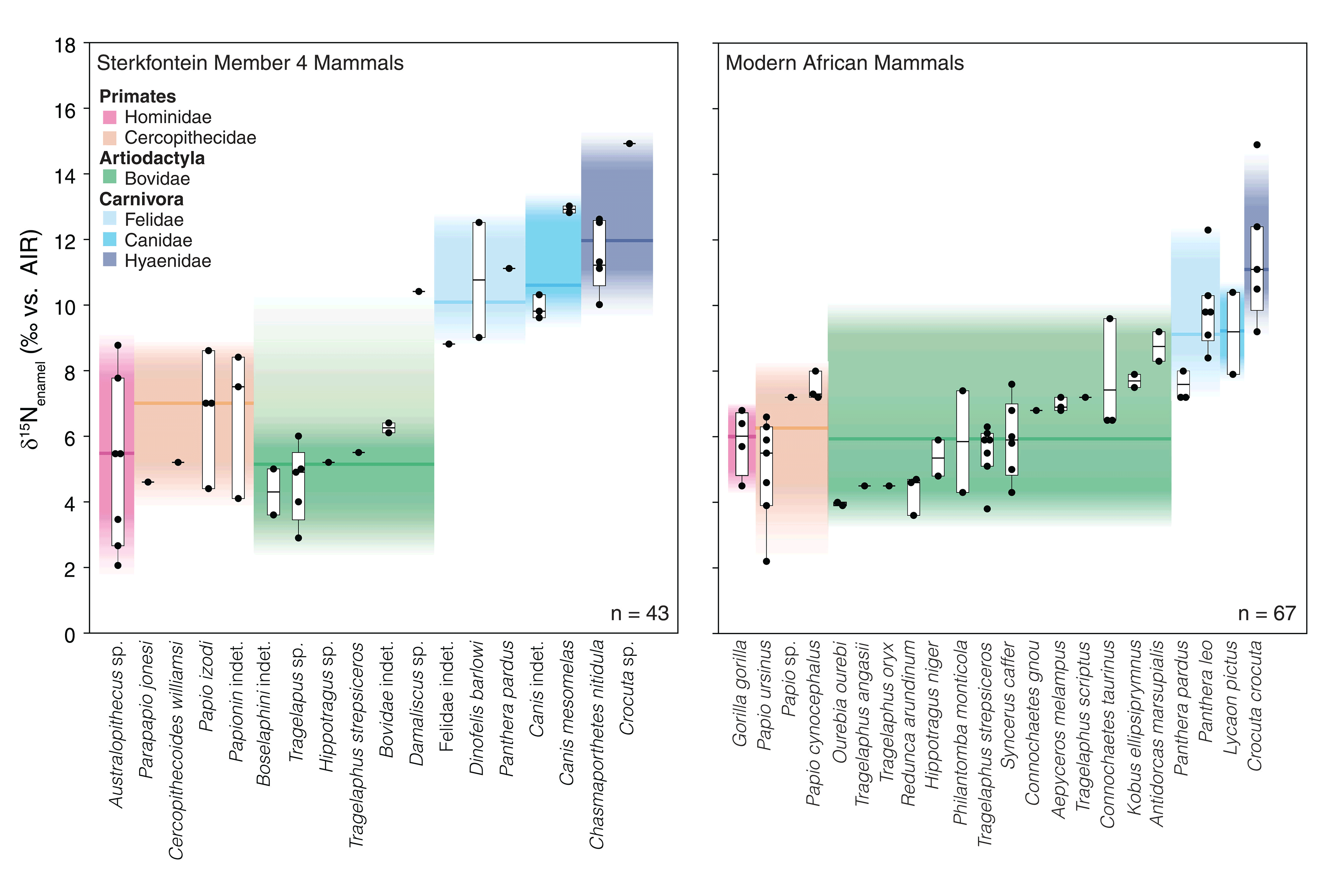 Bar charts showing low Australopithecus nitrogen-15 values similar to fossil primates and living gorillas and baboons, overlapping in range with bovids and lower than fossil and living carnivores