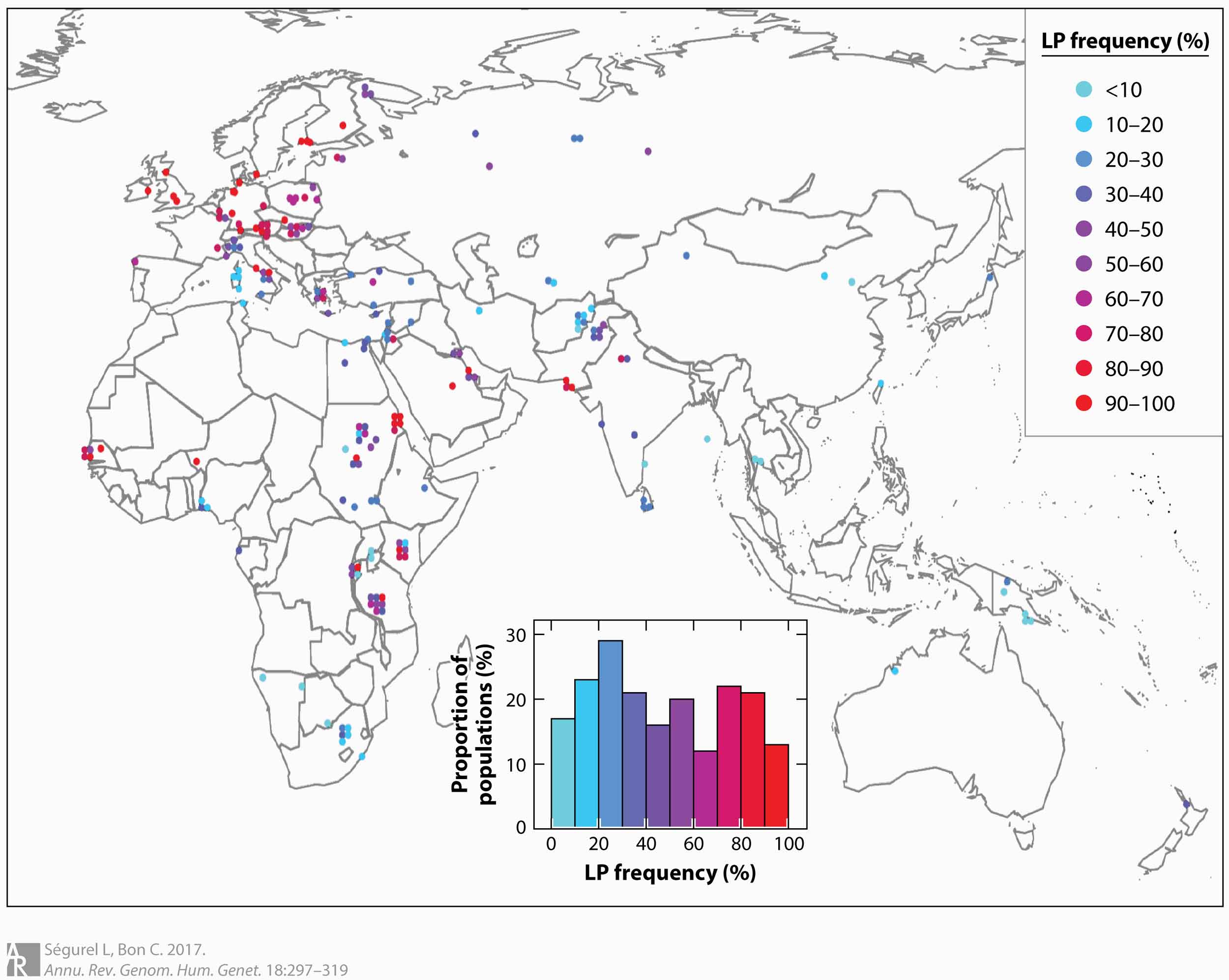 A map of Africa, Europe, and Asia with around fifty populations indicated by their geographic locations with a colored dot indicating the local frequency of lactase persistence.