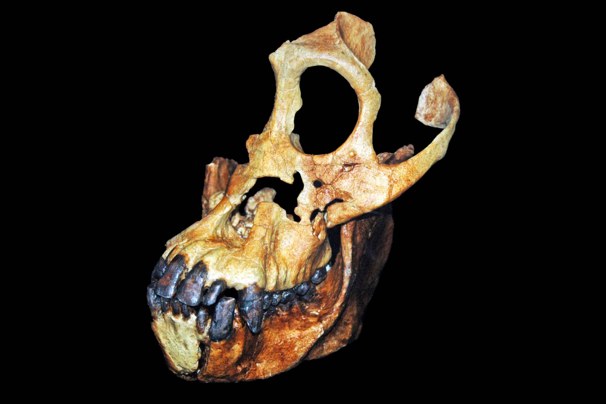 A skull of a fossil face and jaw of Sivapithecus indicus from front left