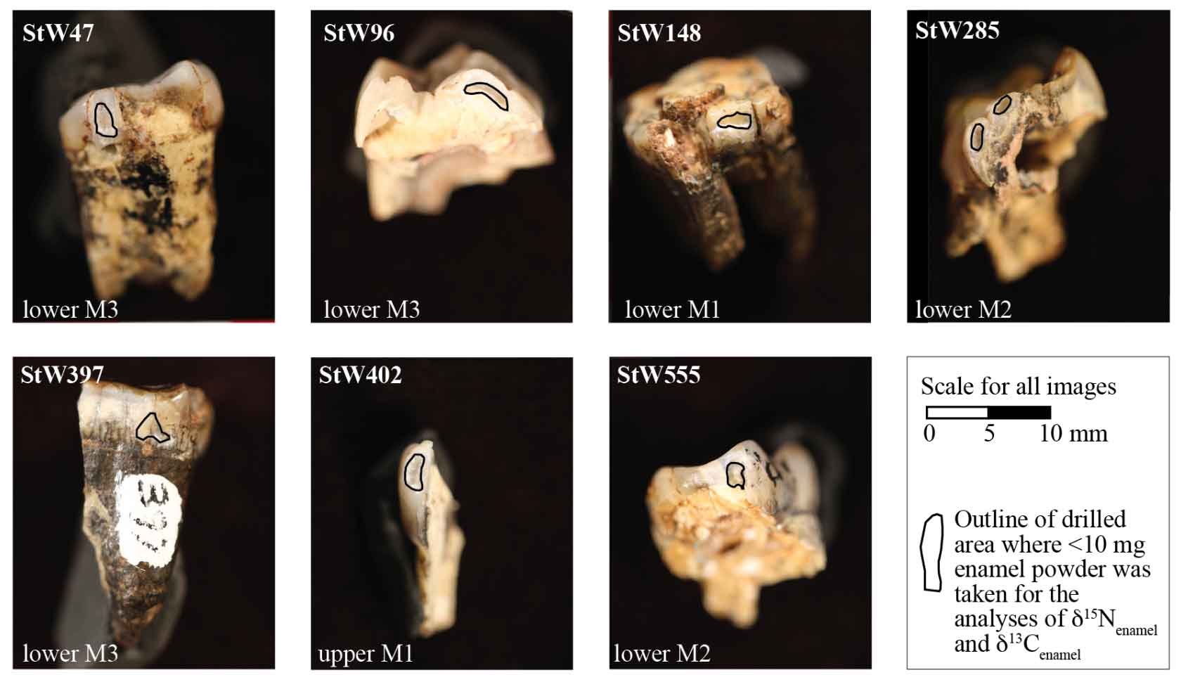 Seven teeth showing location of drilled enamel samples