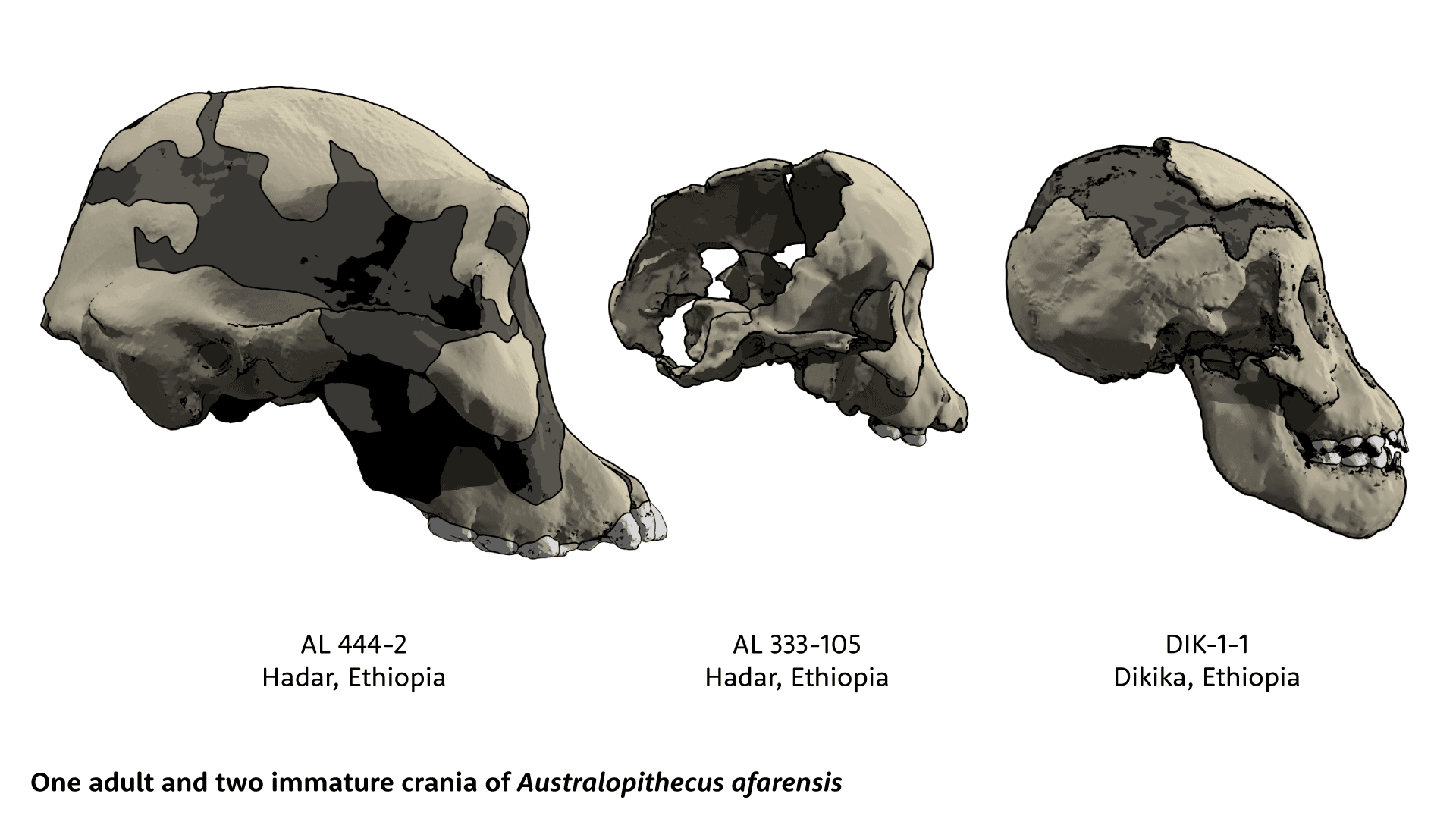 Guide to Australopithecus species