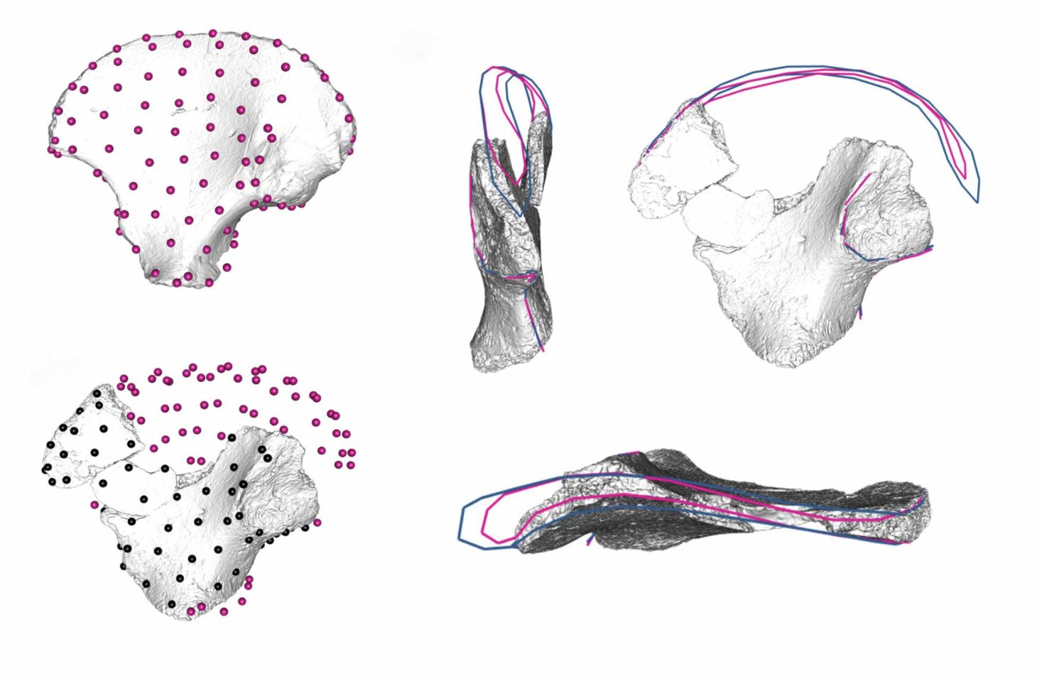 Research Highlight Pelvic Fragment From The Lesedi Chamber 4919