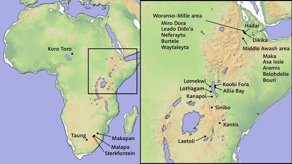 Guide to Australopithecus species